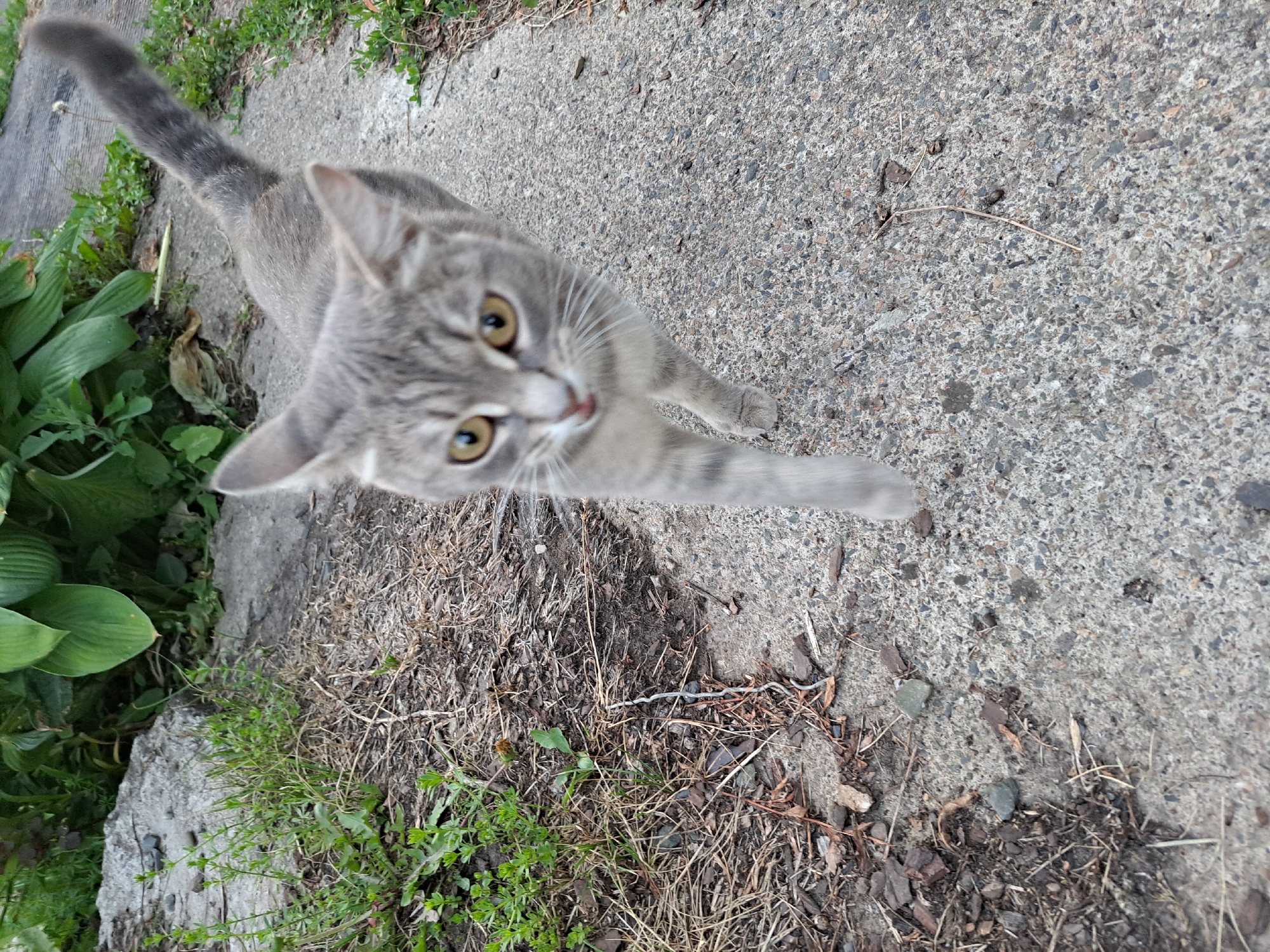 A high-angle, medium shot captures a tabby cat from above, standing on a concrete path. The cat is light gray with darker tabby markings on its face and body. Its eyes are open and yellow, and its whiskers are prominent. One of its front paws is extended forward, as if reaching out. To the left of the cat, lush green hosta plants are visible, bordering the concrete path. The ground around the path is covered in dry grass, twigs, and loose dirt, suggesting an outdoor setting. The lighting suggests it is daytime. The image is taken at an angle, with the cat's head towards the bottom of the frame and its tail extending upwards.