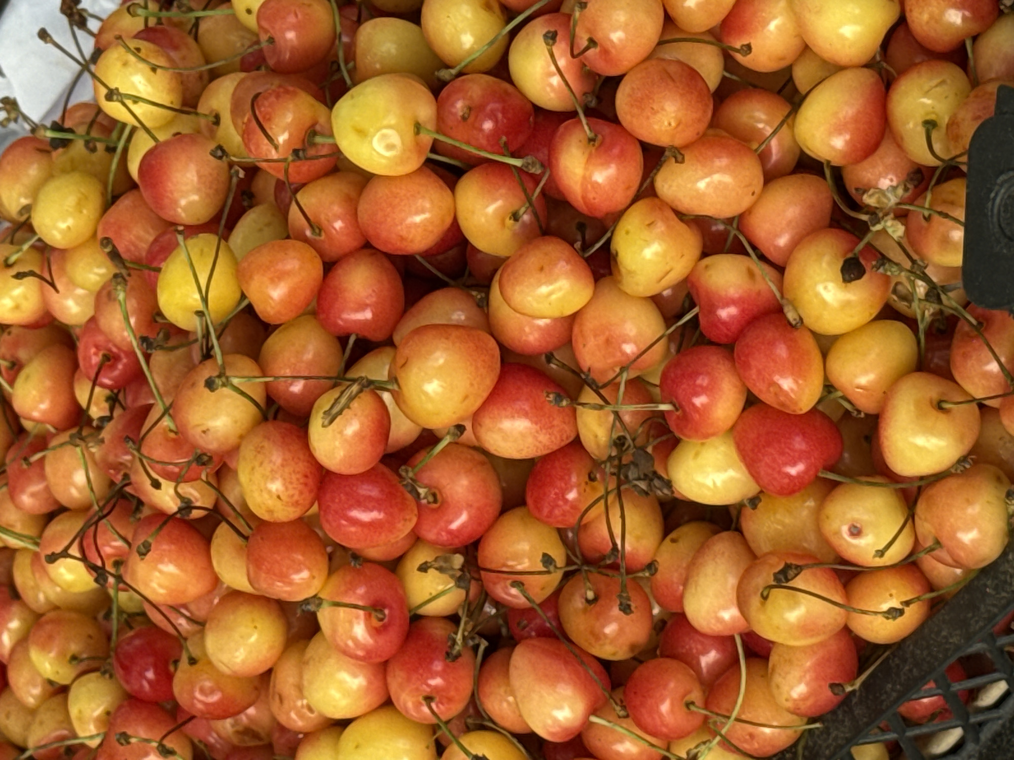 The image shows a close-up, overhead view of a pile of ripe Rainier cherries. The cherries are predominantly yellow with patches of red blush, indicating they are sweet and ready to eat. They are densely packed together, filling the frame, with their stems visible throughout the pile. The texture of the cherries appears smooth and plump. The scene is likely set outdoors, given the natural lighting and the presence of what looks like a dark, woven basket in the lower right corner, suggesting they are being sold or transported. The overall impression is one of abundance and freshness, evoking a sense of natural sweetness. There is no visible text in the image. The context of Batumi, Georgia, suggests a location known for its fruit production, adding to the sense of local produce.