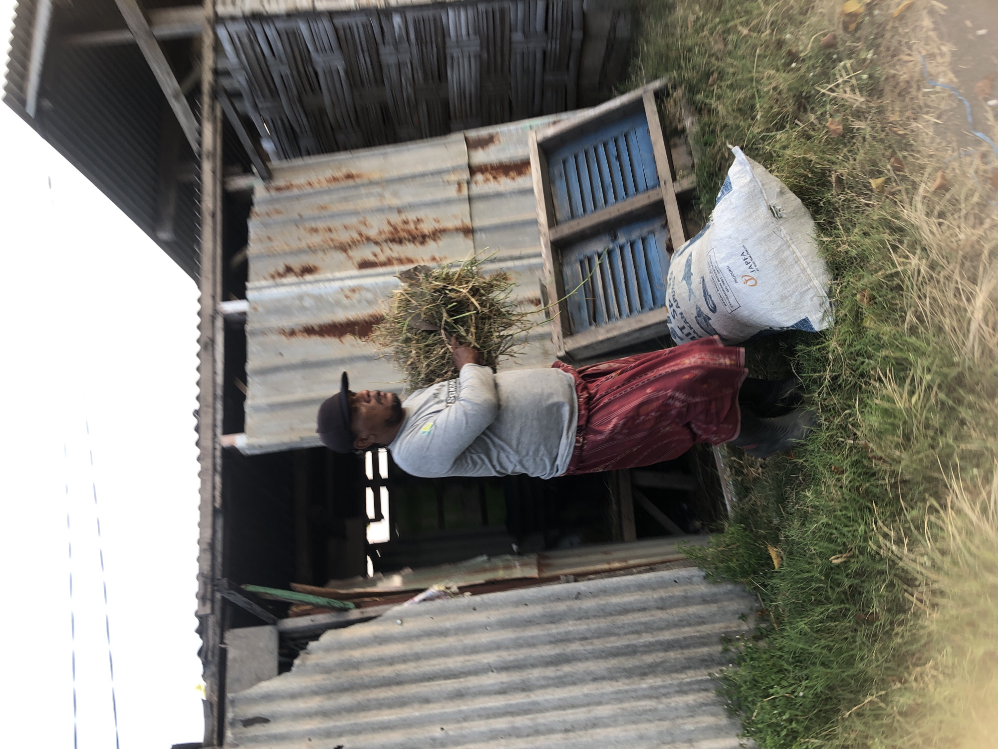 In Keboguyang, Indonesia, a man stands in front of a rustic, corrugated metal structure. He wears a grey long-sleeved shirt, a red and white patterned sarong, and a dark baseball cap. In his arms, he holds a bundle of dry grass or hay. To his right, a white sack with blue lettering is visible on the ground, with text that includes "JAPFA". Behind him, part of a blue wooden window frame or shutter lies on the grass. The structure appears weathered and made of various salvaged materials. The environment is grassy and unkempt, with the sky visible in the background.