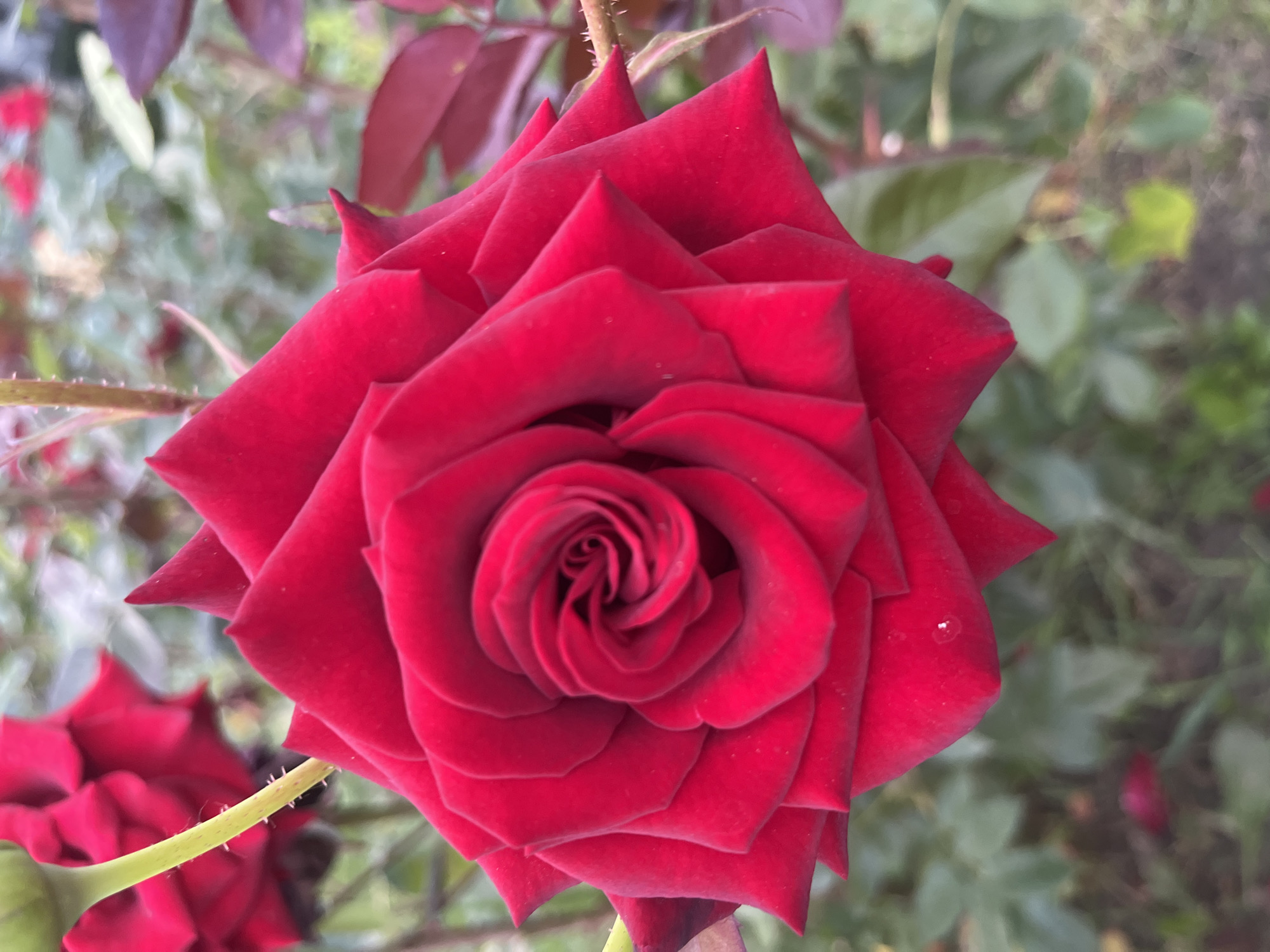 A close-up, eye-level shot shows a vibrant red rose in full bloom. The rose's petals are unfurling in a spiral pattern, revealing a darker red at its center. The petals are velvety in texture, with sharp, pointed edges that are slightly curled. A thin, green stem with tiny thorns is visible to the left, supporting the bloom. In the background, out of focus, are other red roses and lush green foliage, suggesting a garden setting. There are no people or discernible human activity in the image. The lighting is natural, casting soft shadows and highlighting the rose's rich color. The image appears to have been taken outdoors, possibly in a park or private garden, though no specific geographical markers are present to confirm its location in Krasnodar, Russia.