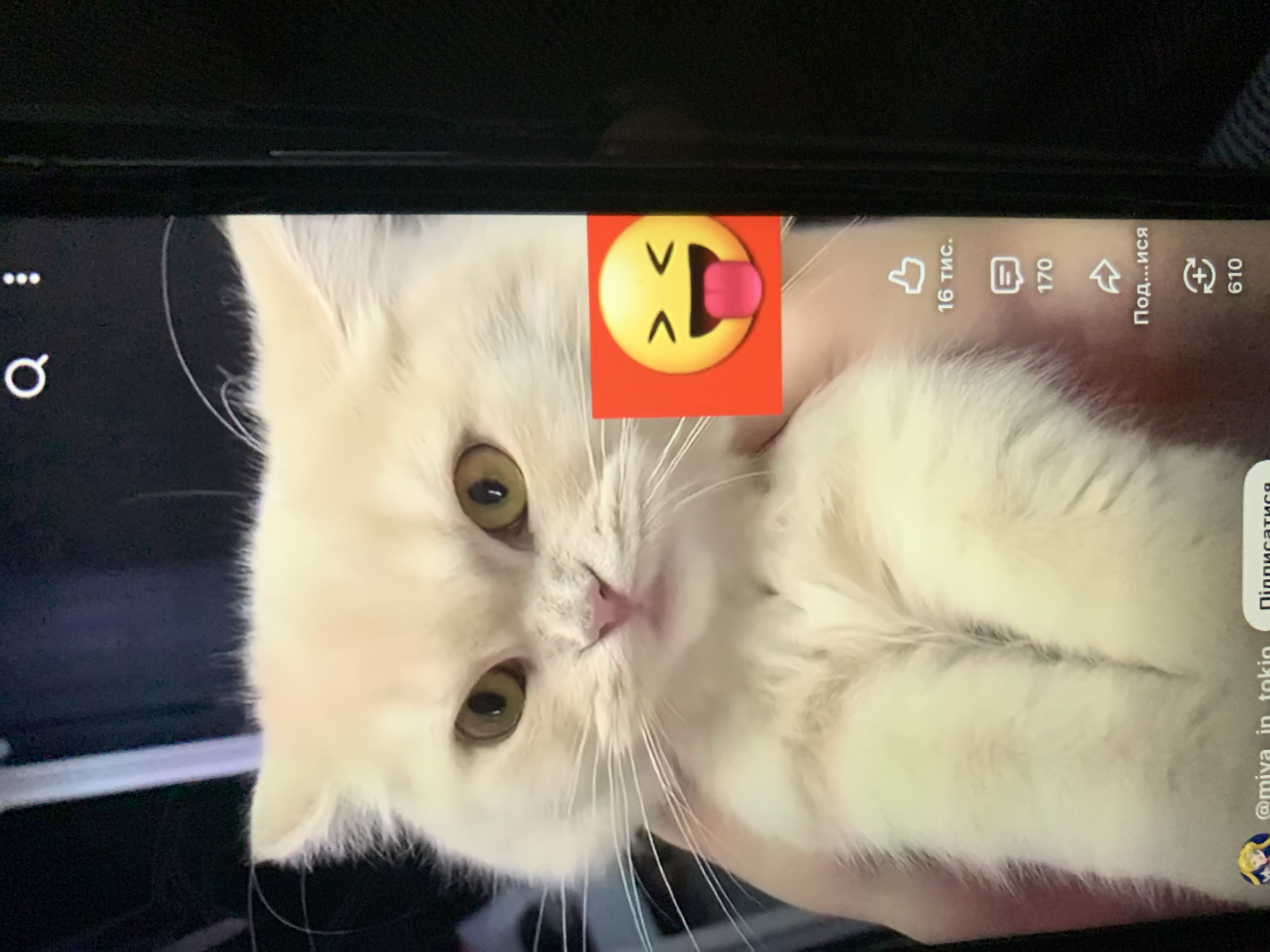 A cream-colored cat with yellow eyes is held in someone's arms in front of a phone screen displaying a video. The cat's face is close to the camera, and an emoji of a face sticking its tongue out is superimposed on the right side of the screen. The phone screen also shows various icons and text, including a search icon, three dots, "16 тыс.", "170", "Под...ися", and "610". The background of the image is dark. The context does not provide information about the city of Zhmerynka, Ukraine.