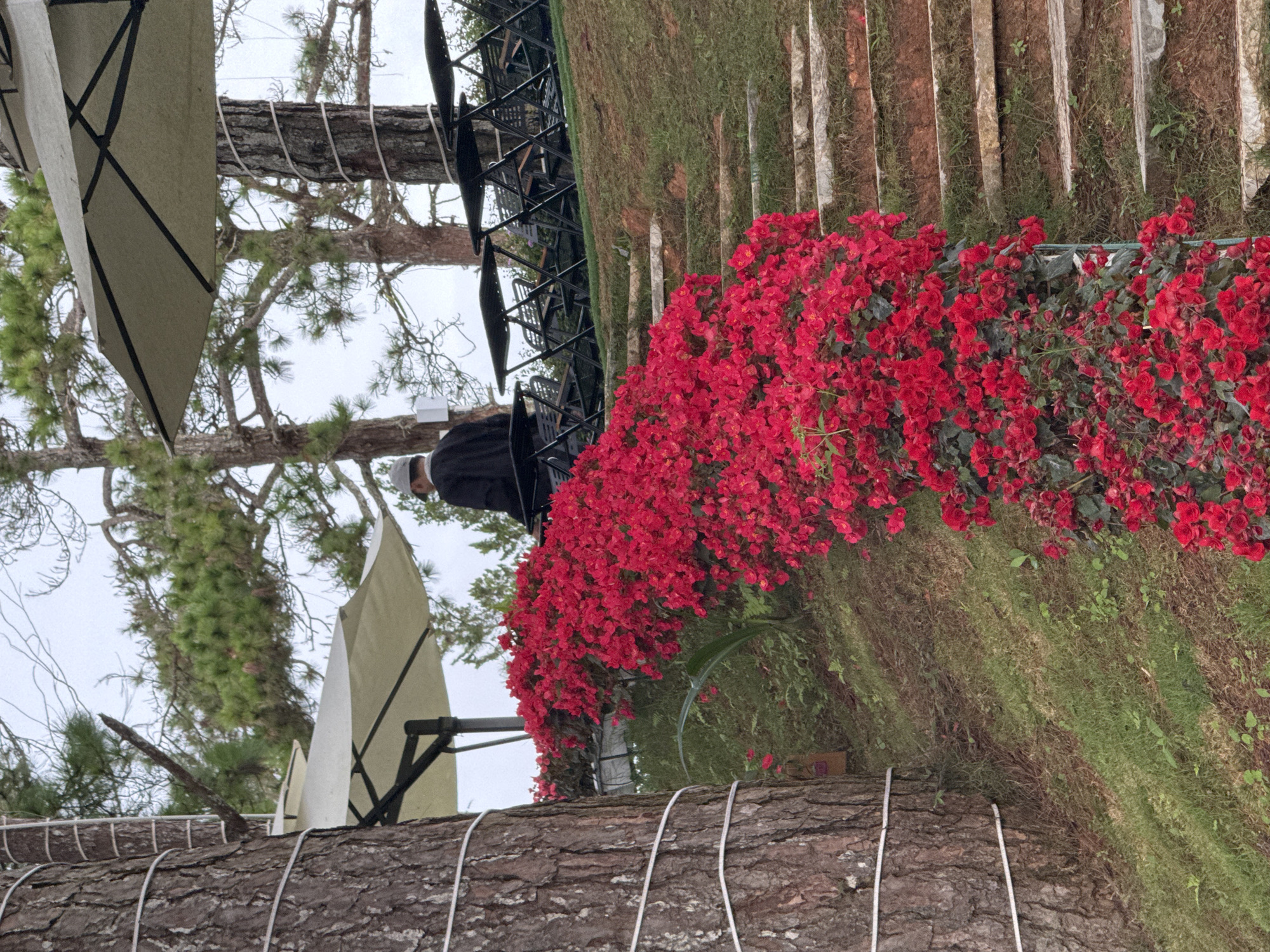 A person wearing a grey hat and a black jacket walks away from the camera on a grassy slope. The person is positioned behind a thick tree trunk wrapped with white rope. In front of the person, a cluster of vibrant red flowers cascades down a hillside. To the right of the flowers, a set of stone steps ascends the slope. Several large outdoor umbrellas and rows of black folding tables and chairs are visible further up the slope, suggesting an outdoor seating area, likely a cafe or restaurant, in Da Lat, Vietnam, a city known for its pine forests and cooler climate, which would be conducive to such a setting.