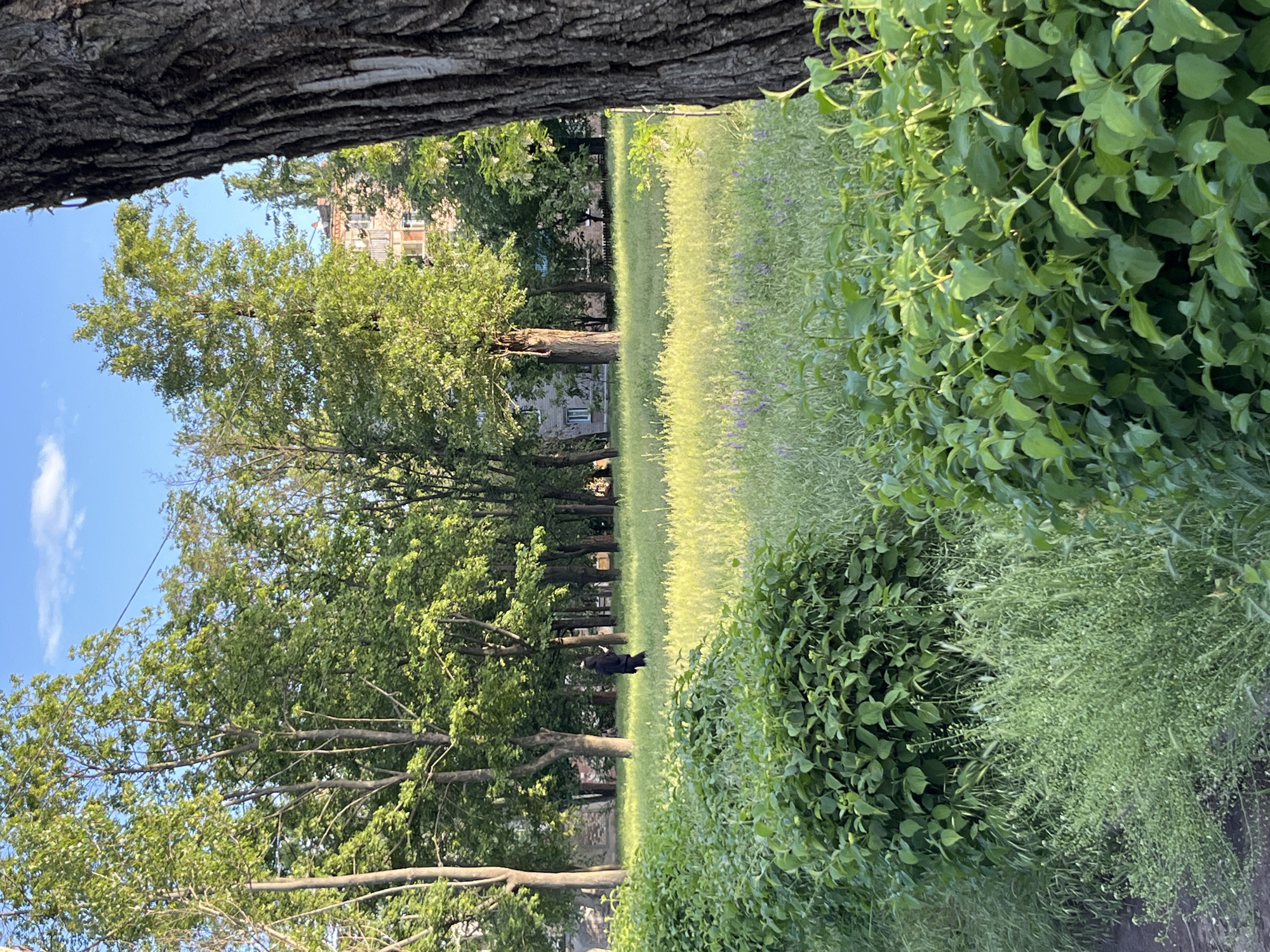 The image shows a park in Kryvyi Rih, Ukraine. A row of trees lines a grassy field, and a bush is to the right. A person in dark clothing is walking along the field between the trees. A building is visible in the background. A tree trunk is at the top of the frame.