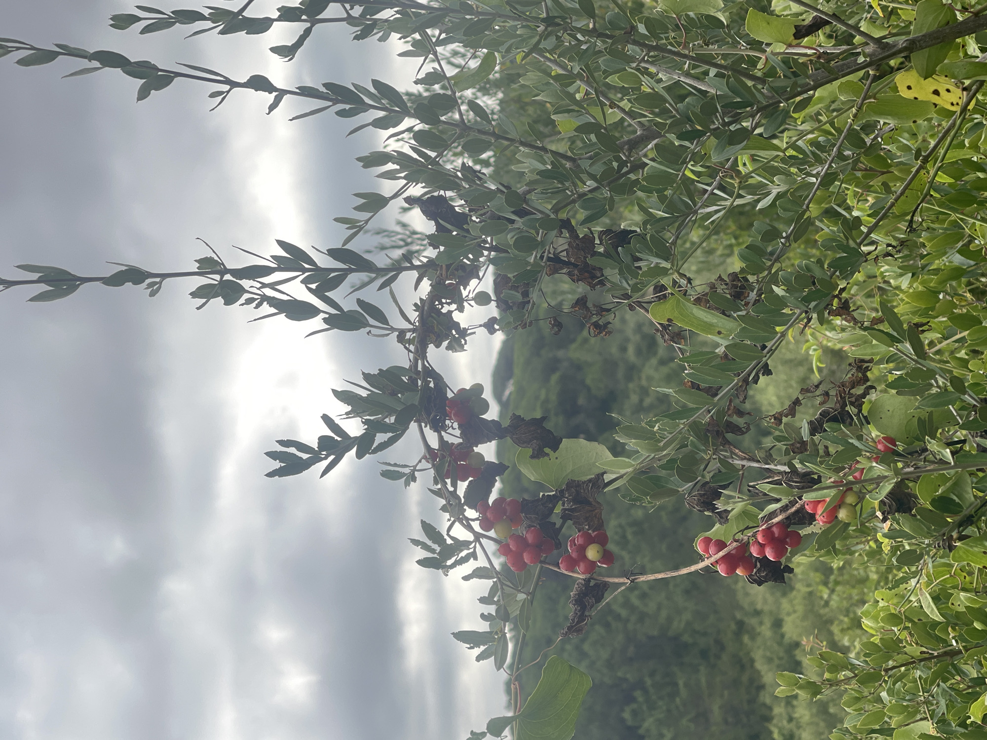 A branch of a plant bearing clusters of red berries and some green ones hangs in the foreground against a backdrop of green foliage and a cloudy sky. The berries are small and round, clustered tightly together. The leaves of the plant are green and oval-shaped. The background is blurred, showing rolling hills covered in trees. The sky is overcast with gray clouds. The scene appears to be outdoors in a natural environment, possibly a rural area near São João das Lampas, Portugal. There are no people or animals visible in the image.