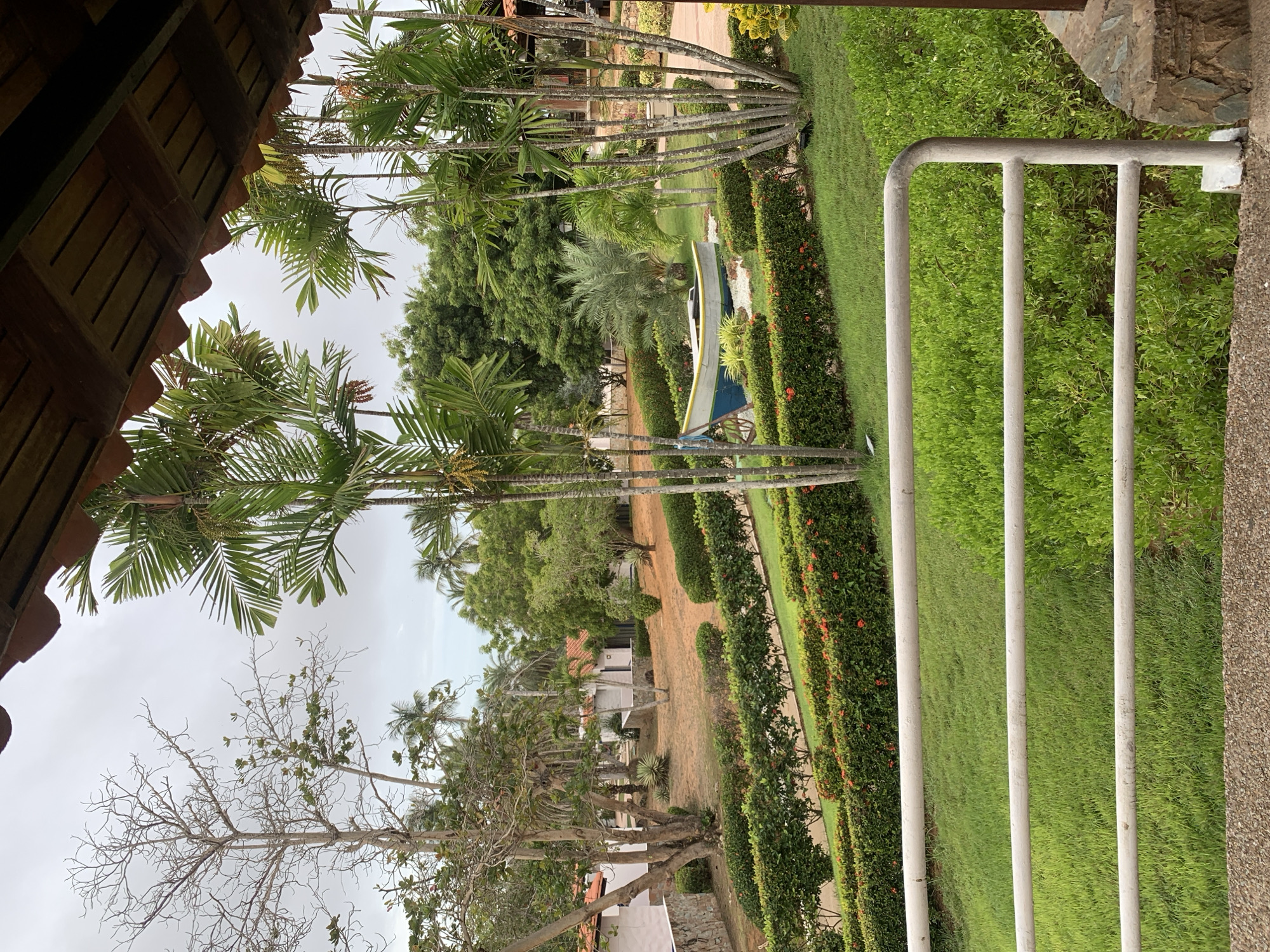 This image depicts a landscaped outdoor area, consistent with a resort or hotel property, located in Playa El Agua, Venezuela. The perspective is from an elevated, covered position, indicated by a dark brown wooden ceiling structure and reddish-brown roof tiles framing the upper right quadrant.
In the immediate foreground, a light grey, three-bar metal railing extends horizontally across the lower portion of the frame, turning upwards to connect with a textured stone pillar on the far right. Below the railing, a well-maintained green lawn transitions into low-lying, dense green shrubbery.
The midground showcases a meticulously manicured garden featuring multiple curvilinear rows of green hedges, some adorned with small red flowers. Beyond these hedges, expanses of vibrant green grass are visible. A light blue and yellow wooden boat, filled with white stones and functioning as a decorative planter, is situated on the grass among the hedges towards the left. Numerous tall, slender-trunked palm trees with green fronds are distributed throughout the garden, some appearing in clusters. To the left, a prominent deciduous tree displays numerous bare, light brown branches, while an adjacent tree exhibits sparse green foliage.
Further into the midground and background, several white-walled bungalows or small buildings with reddish-orange tiled roofs are discernible, partially obscured by dense tropical vegetation. Portions of the ground in these areas appear as lighter brown soil with less vegetation. The background is characterized by a thick canopy of diverse green trees, including numerous palm trees. The sky above is uniformly overcast and light grey. No individuals are present in the scene.