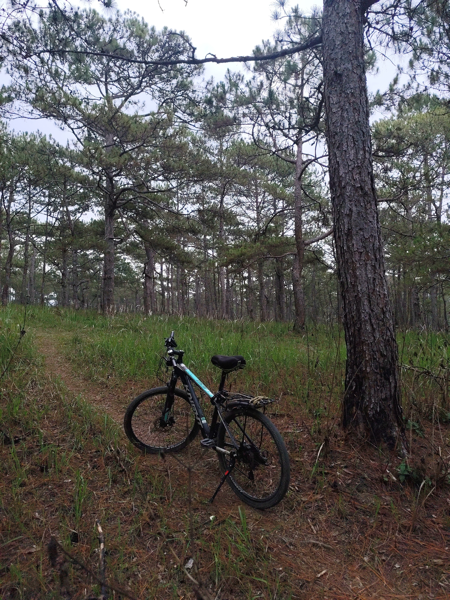A black and blue mountain bike stands on a dirt trail in a pine forest. The location is in Lam Vien - Da Lat, Vietnam. The bike is positioned next to a large pine tree, which has rough, textured bark. The ground is covered in pine needles and grass. There are many other pine trees in the background. The sky is overcast.