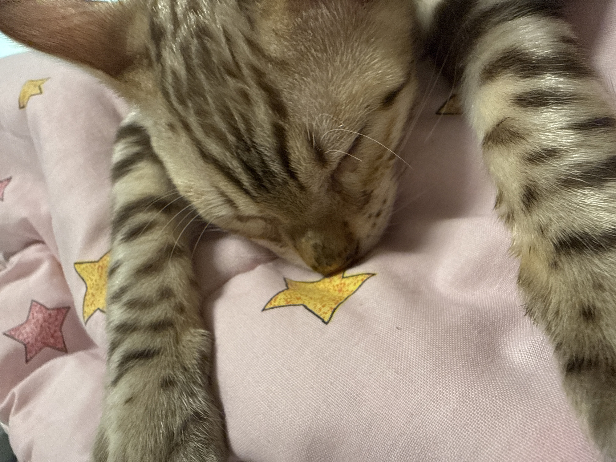 A close-up, overhead shot shows a tabby cat sleeping on a pink blanket adorned with yellow and pink stars. The cat's paws are visible, one draped across its face. The image provides no information about its location in Izhevsk, Russia.
