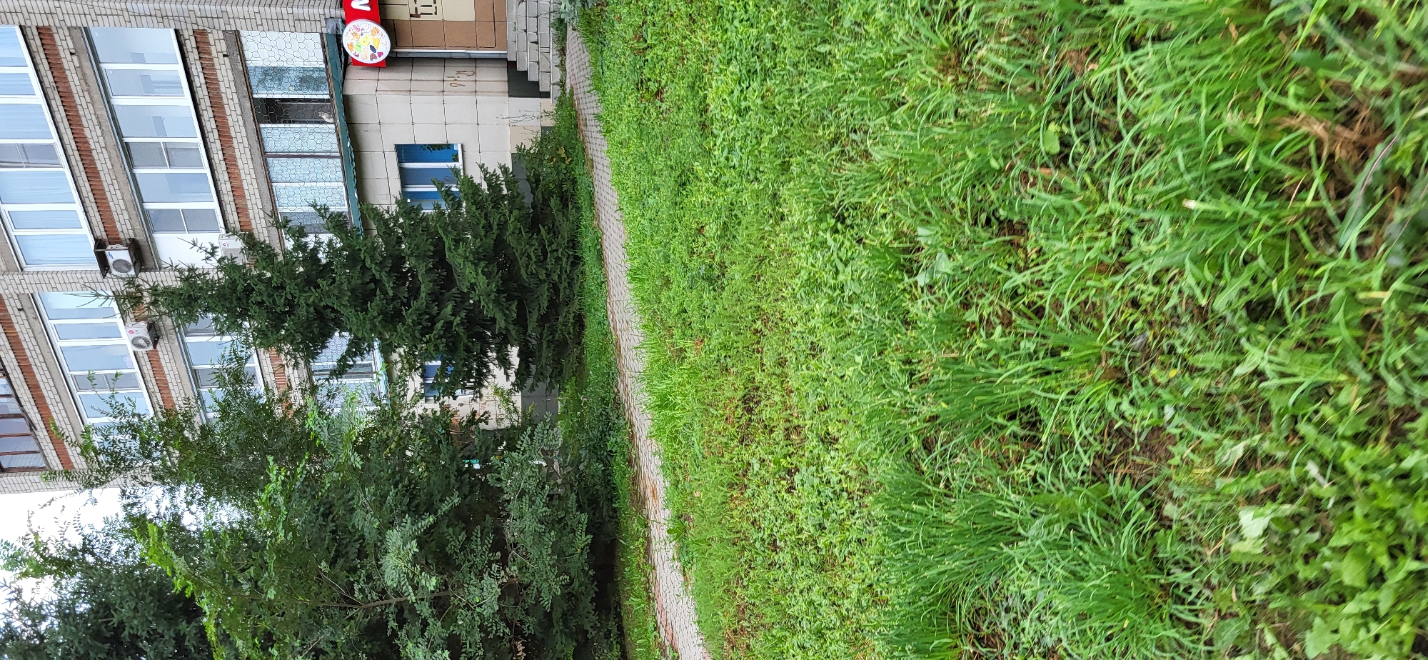 A building with a brick facade and multiple windows is partially obscured by green trees. A paved walkway leads to the building's entrance, which features steps and a sign with colorful graphics. The area in front of the building is covered in lush green grass. The scene is set in the city of Oskemen, Kazakhstan.