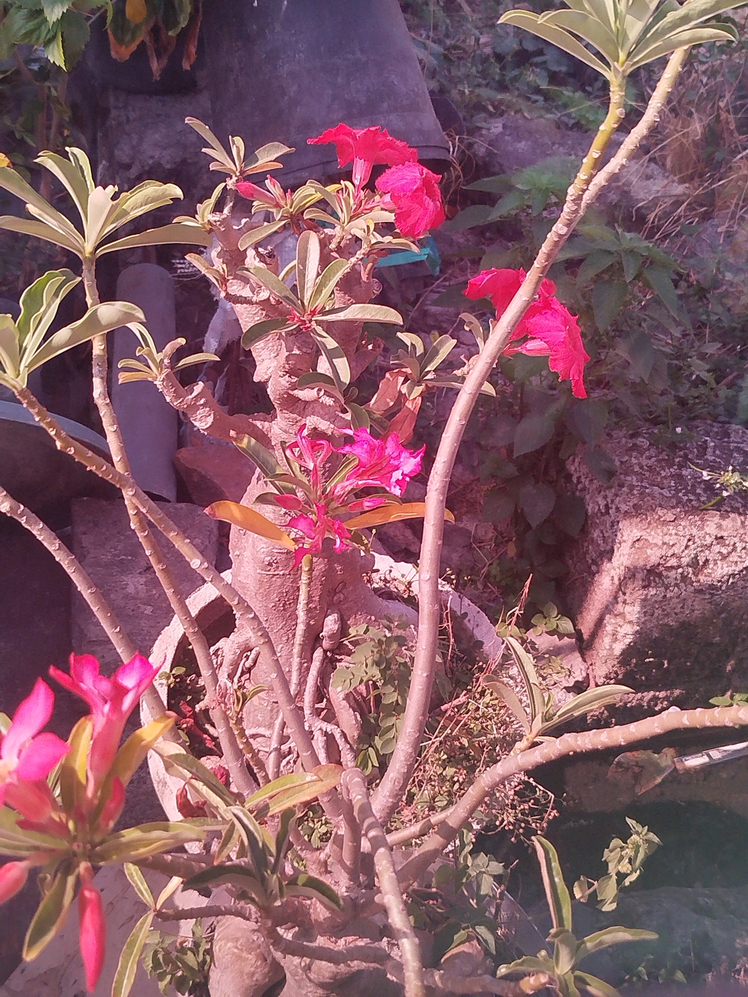 The image shows a close-up of a flowering plant with multiple branches and bright pink flowers. The plant is in a pot, and the background consists of rocks, dirt, and other vegetation. The scene appears to be outdoors, possibly in a garden or yard. The lighting suggests it is daytime, with sunlight casting shadows. The overall setting is natural and somewhat overgrown. This image was taken in the city of Cagakagung, Indonesia.