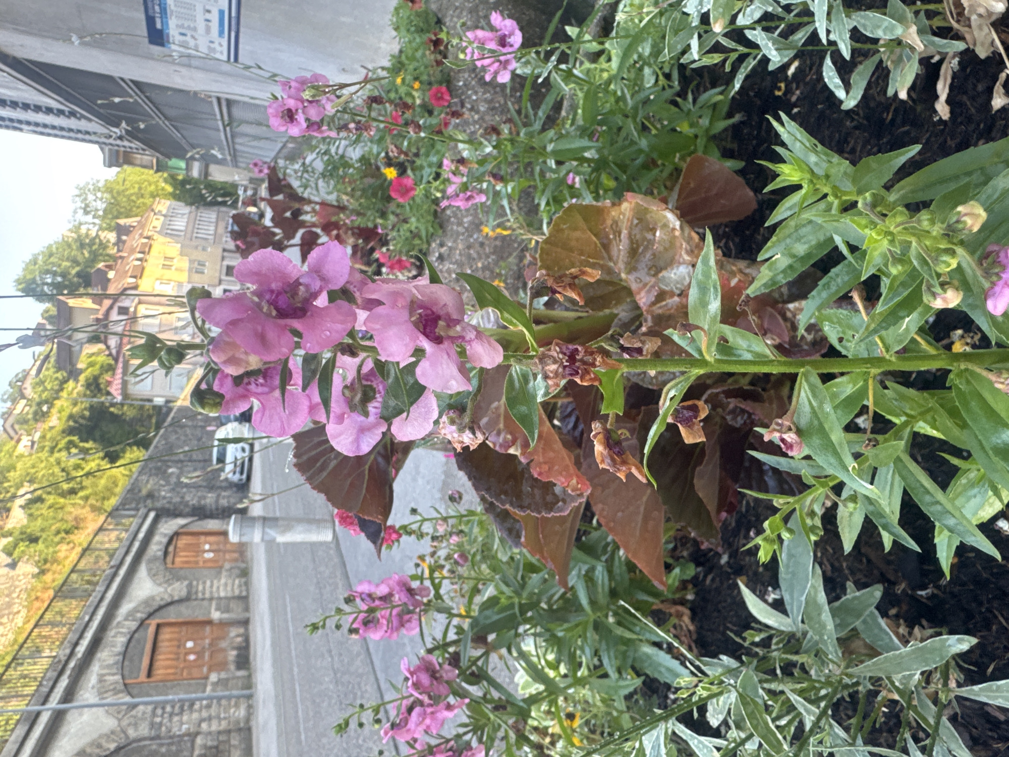 The image captures a close-up view of a flowerbed containing pink snapdragon-like flowers with green foliage, located on a city street in Saint-Claude, France. In the background, a road is visible with a white car parked near stone arches, possibly part of a building's facade. Beyond the road, a hillside is covered with residential buildings and lush green trees. The overall scene suggests a moderately sunny day in an urban setting.