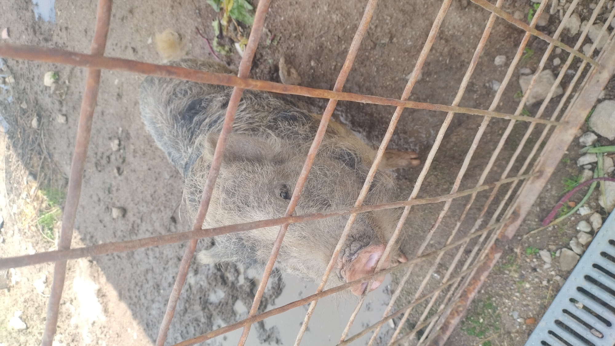 A juvenile pig, of a breed with coarse, grey and black spotted hair, stands partially obscured by a rusted metal fence. The pig's snout is pink and appears wet. The ground is muddy, with puddles and scattered stones. A metal grate is visible in the foreground, and some green and purple vegetation lies on the ground. The scene appears to be an outdoor enclosure, possibly a farm or animal sanctuary, within the city of Kalnrozes, Latvia.