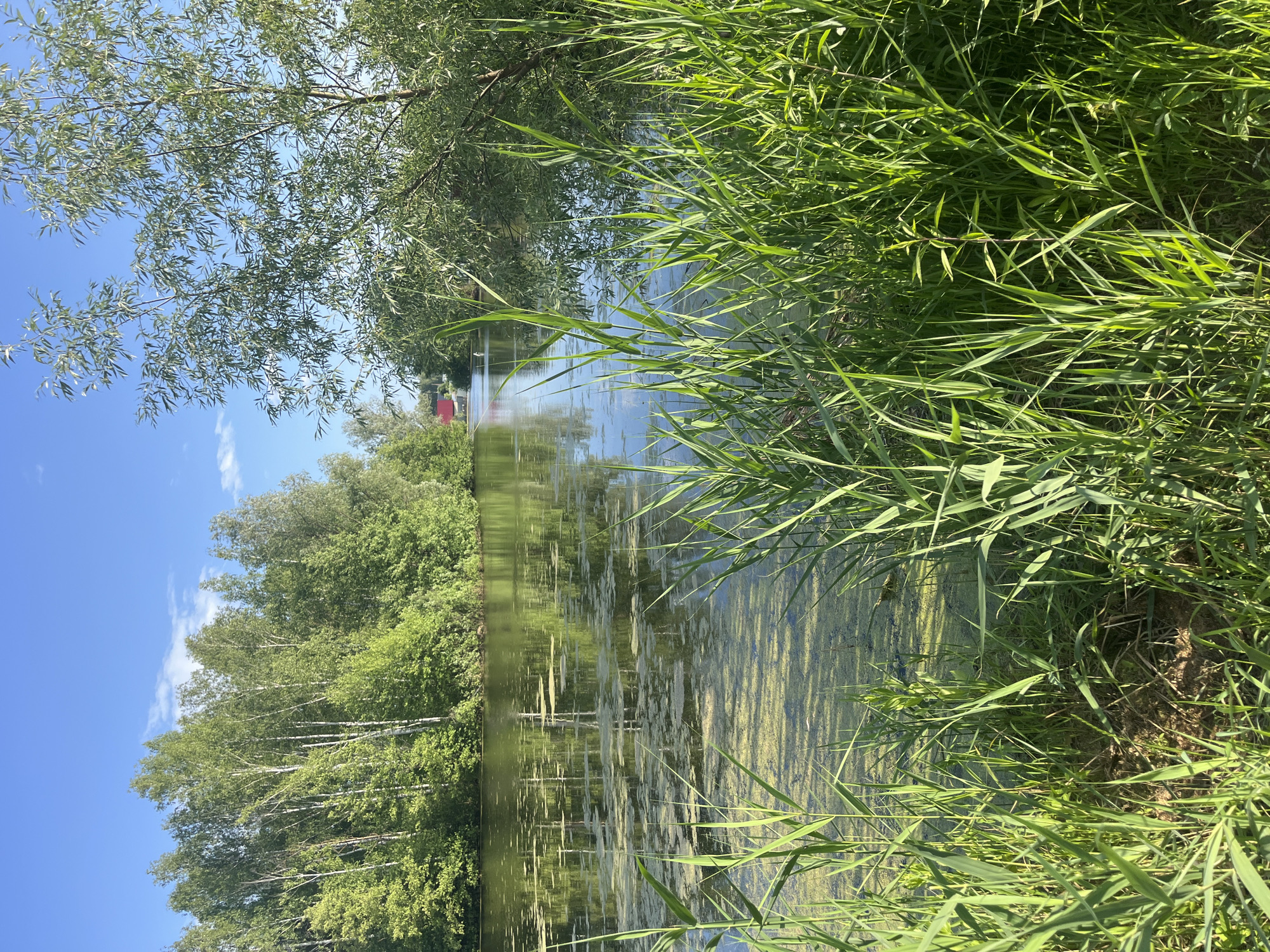 A tranquil scene unfolds by a body of water, likely a river or lake, on a bright, sunny day. Tall, lush green reeds dominate the foreground, their slender stalks reaching towards the sky. Beyond them, the calm water reflects the surrounding greenery and the clear blue sky, with patches of green algae visible on its surface. The far bank is densely lined with trees, a mix of birch trees with their distinctive white bark and other leafy deciduous trees. In the distance, a hint of red can be seen, possibly a small structure or roof. The overall impression is one of natural beauty and serenity. The image appears to have been taken in Vasilyevo, Russia, a town known for its natural landscapes and proximity to water bodies.