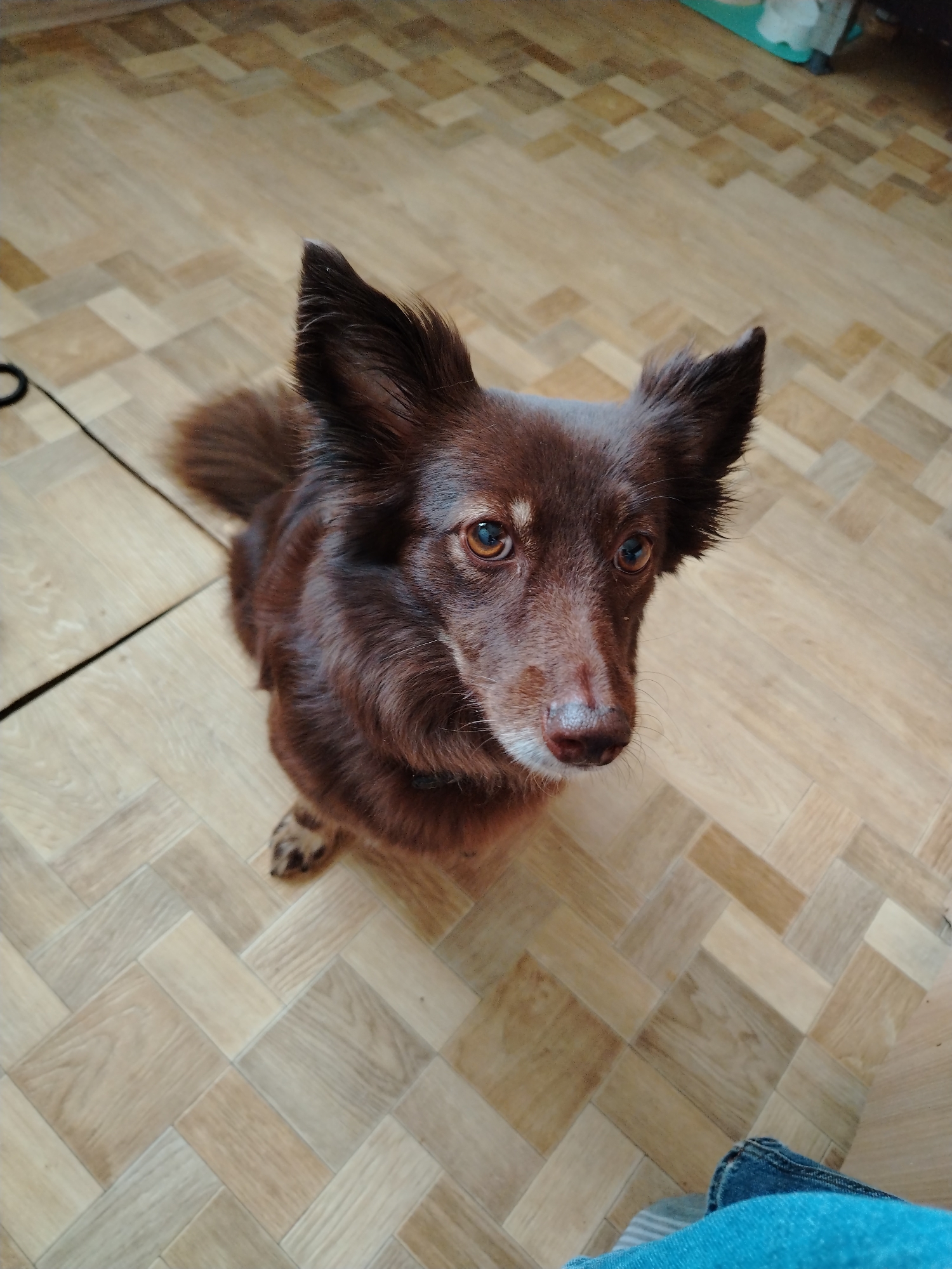 A brown, medium-sized dog with pointed ears sits on a light brown herringbone-patterned floor. The dog is facing the camera. A black cable is visible on the floor near the top left of the frame. Part of a blue garment is seen in the bottom right corner. The location in the city of Гожан, Russia is not verifiable from this image.