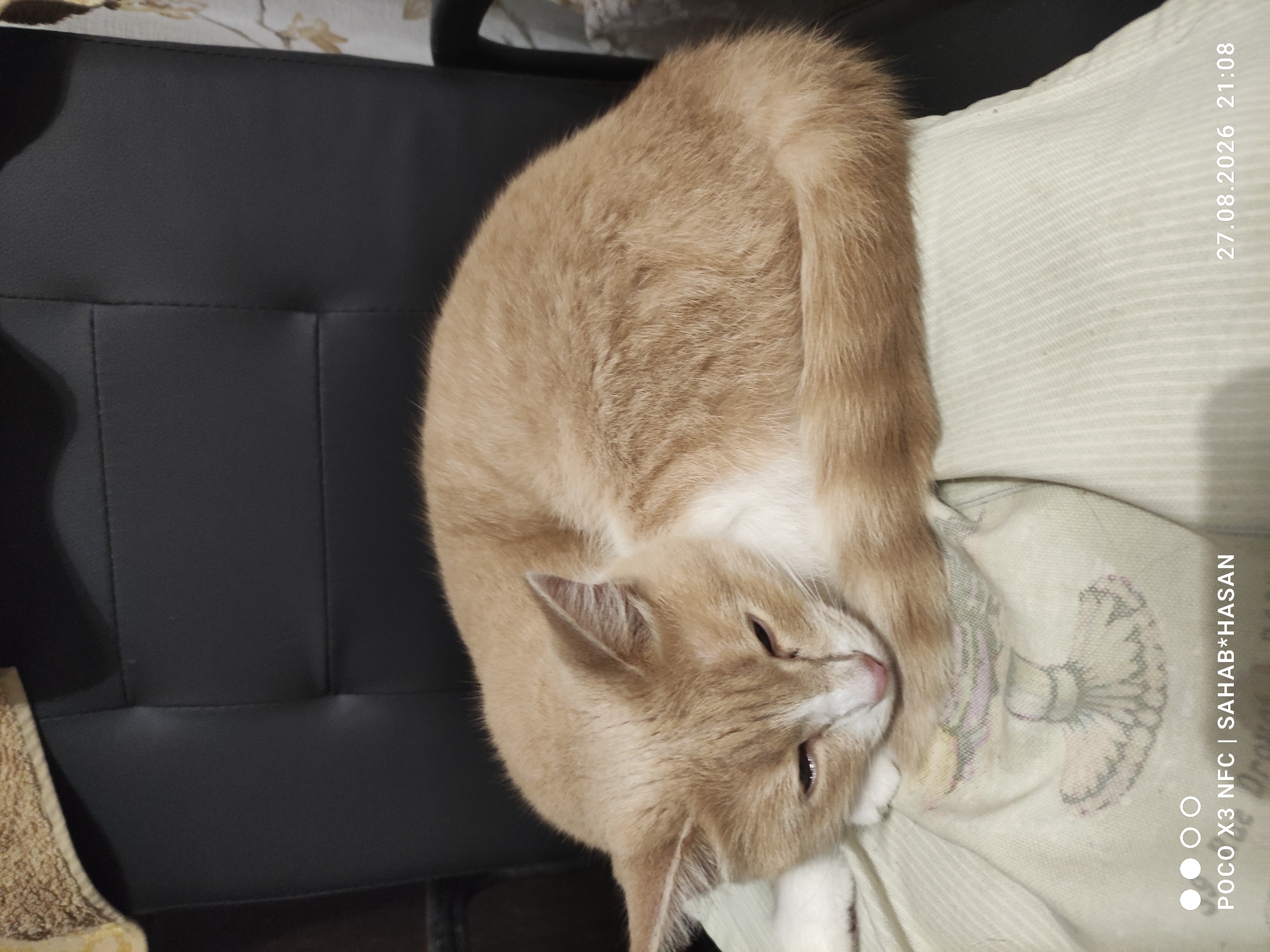 A ginger and white cat is curled up asleep on a light-colored fabric with a subtle striped pattern. The cat is resting its head on its paws, with its eyes closed and its ears slightly perked. The background consists of a dark, possibly leather, chair and a patterned curtain. The image has a timestamp and text overlay in the bottom left and right corners. There is no information in the image or its crops that would indicate a location in the city of Kostroma, Russia.