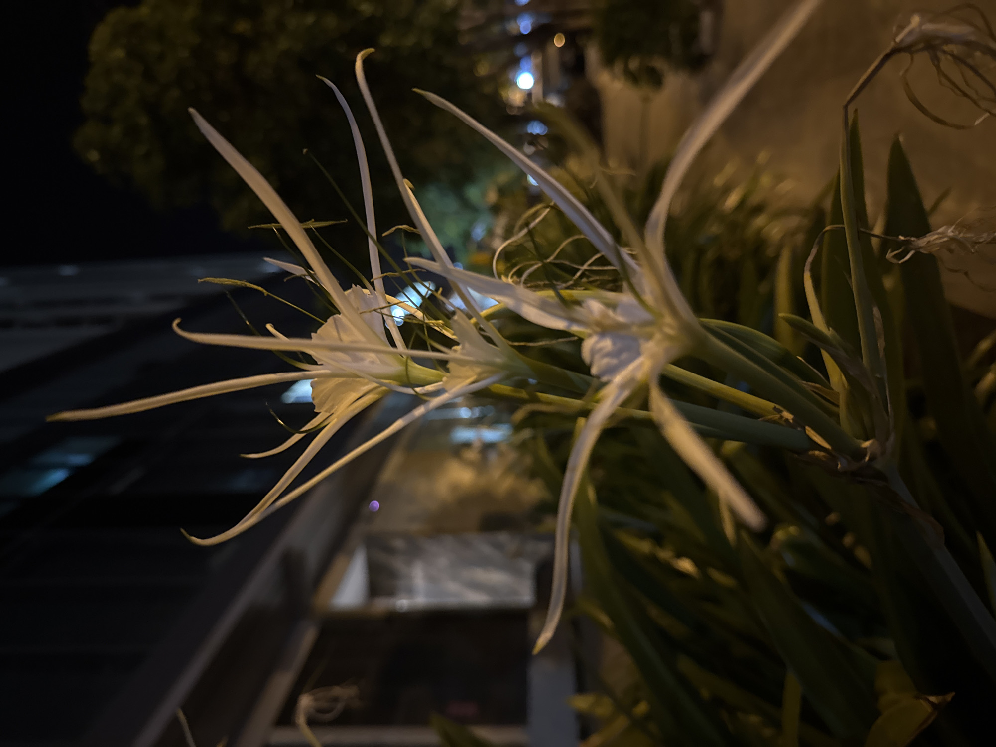 In the city of Nha Trang, Bac Viet Nam, two white spider lilies stand out against a dark, blurry background. The flowers, with their long, delicate petals, are the main subject, positioned centrally in the frame. Their stems are green and appear strong. Behind the lilies, the environment is dimly lit, suggesting it is nighttime. Hints of buildings with windows and trees can be observed in the distance, along with some blurry lights that could be from streetlights or vehicles. The ground appears to be a paved walkway. The overall scene is peaceful and focuses on the natural beauty of the flowers in an urban setting.