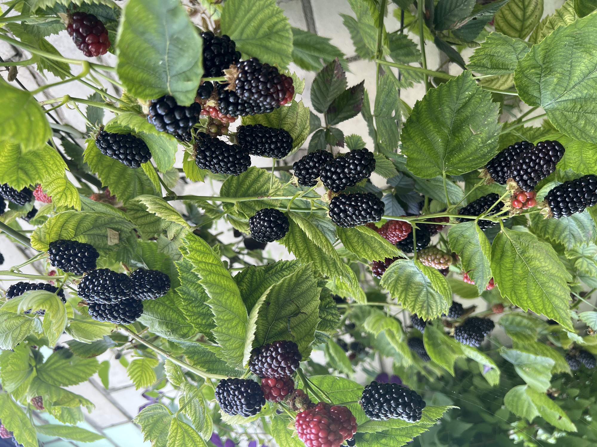 This is a close-up, eye-level, medium shot of a blackberry bush laden with fruit, set against a blurred background of a brick wall and foliage. The focus is on the glossy, deep purple-black berries, some still tinged with red as they ripen. The berries are clustered on thorny branches amidst vibrant green leaves. The overall impression is one of abundance and natural growth.