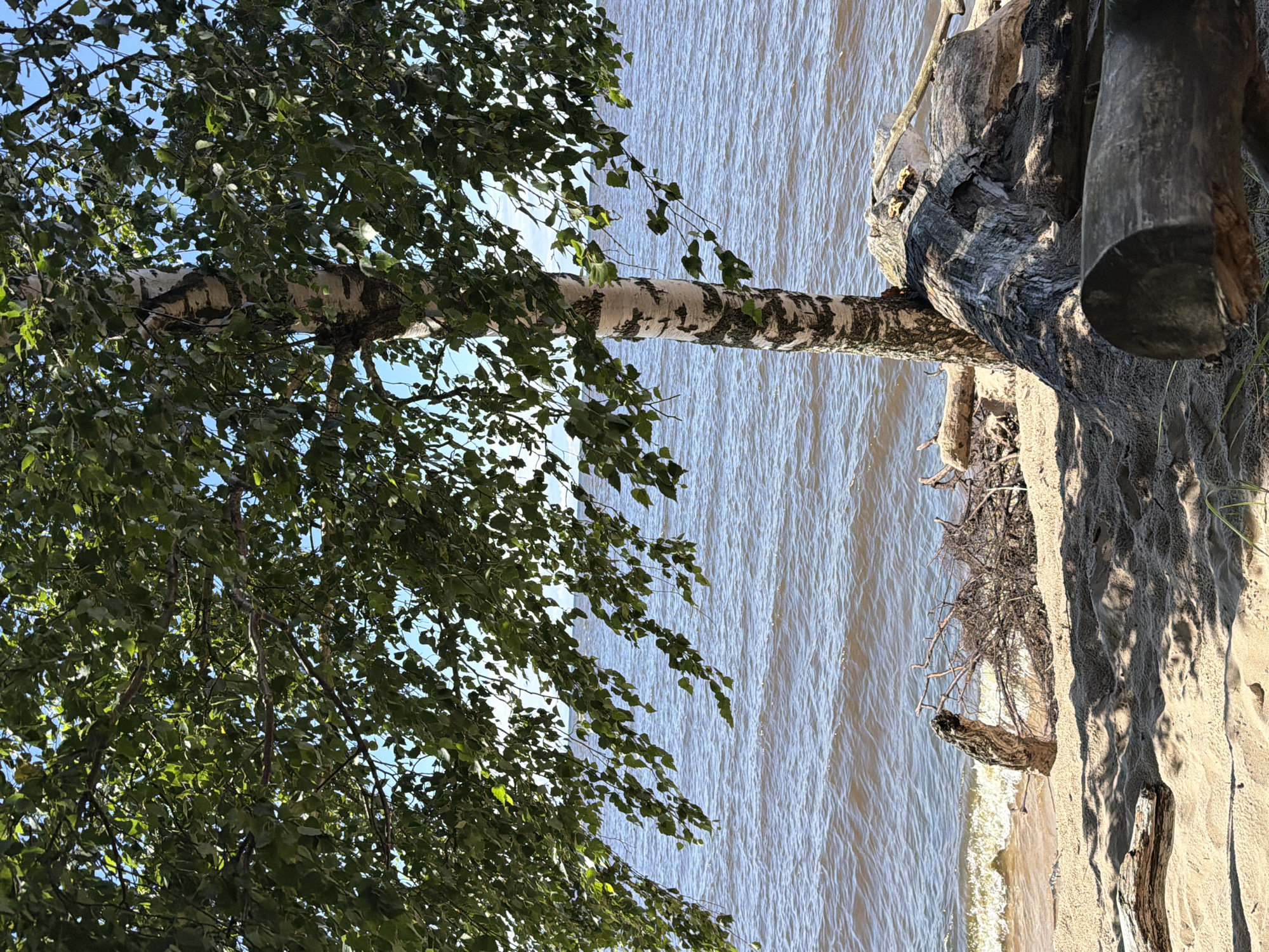 A tranquil scene unfolds on the sandy shore of Gauja, Latvia, where a birch tree stands sentinel beside the shimmering waters of the sea. The tree's distinctive white bark, adorned with dark, irregular markings, contrasts with the lush green canopy of its leaves, which casts dappled shadows on the sand.
Scattered along the beach are weathered logs, remnants of nature's artistry, some large and imposing, others smaller and more delicate. A cluster of driftwood, a tangled collection of branches and roots, lies near the water's edge, a testament to the ebb and flow of the tides. The sea, a vast expanse of rippling blue, stretches to the horizon, its surface marked by gentle waves that kiss the sandy shore. The sky above is a clear, brilliant blue, dotted with a few wisps of white clouds.
The overall impression is one of serene natural beauty, a place where the elements have come together to create a scene of quiet contemplation and peace.