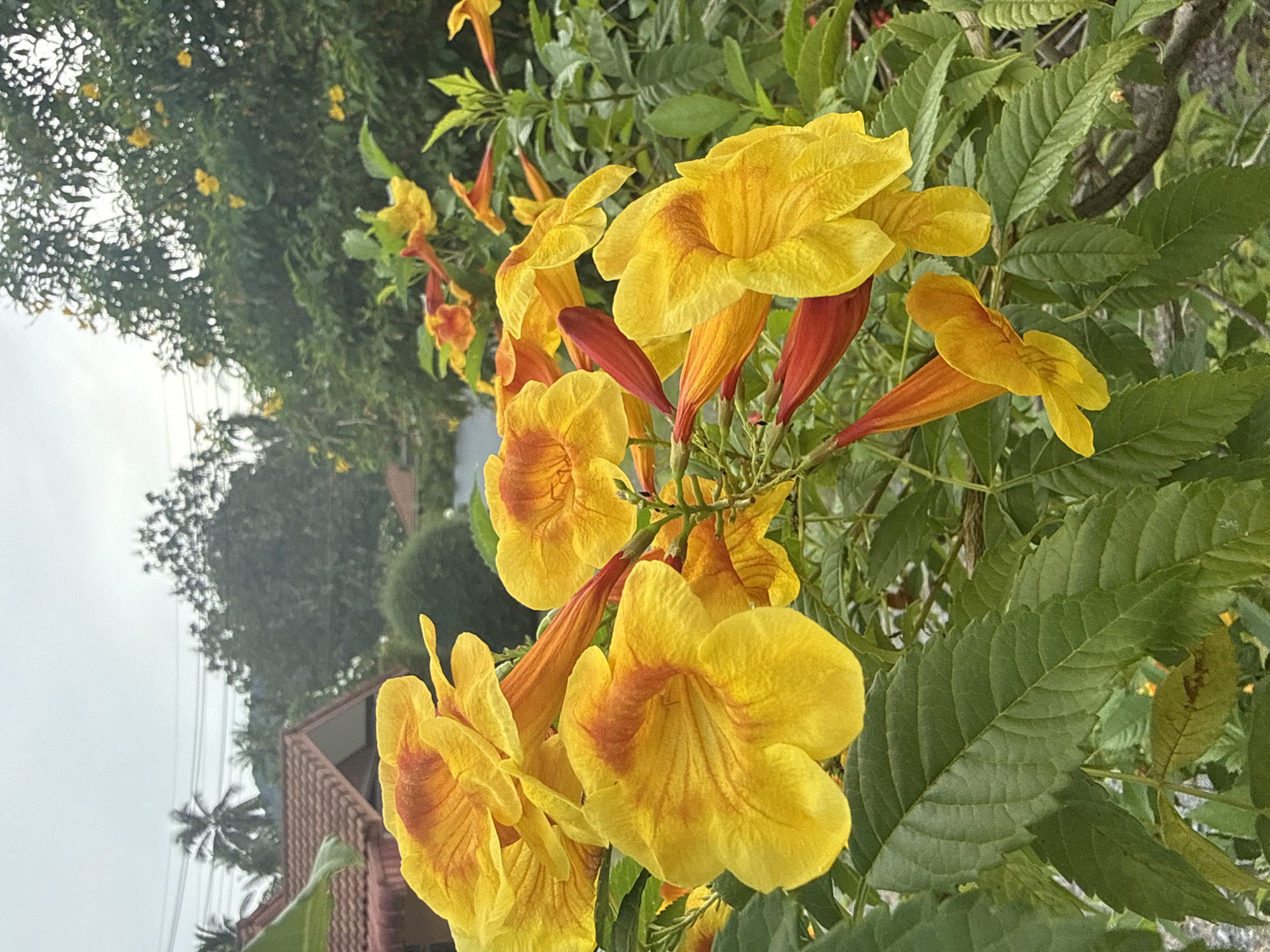 The image shows a cluster of vibrant yellow flowers with reddish-orange throats, blooming on a green leafy bush. The flowers are trumpet-shaped and appear to be in various stages of bloom. In the background, a traditional Thai house with a terracotta tiled roof and red trim is visible, nestled amongst lush green trees and vegetation. The sky is overcast, suggesting a cloudy day. The scene is likely set in Baan Mae Nam, Thailand, given the characteristic architecture and tropical foliage. There are no people or animals present in the image.