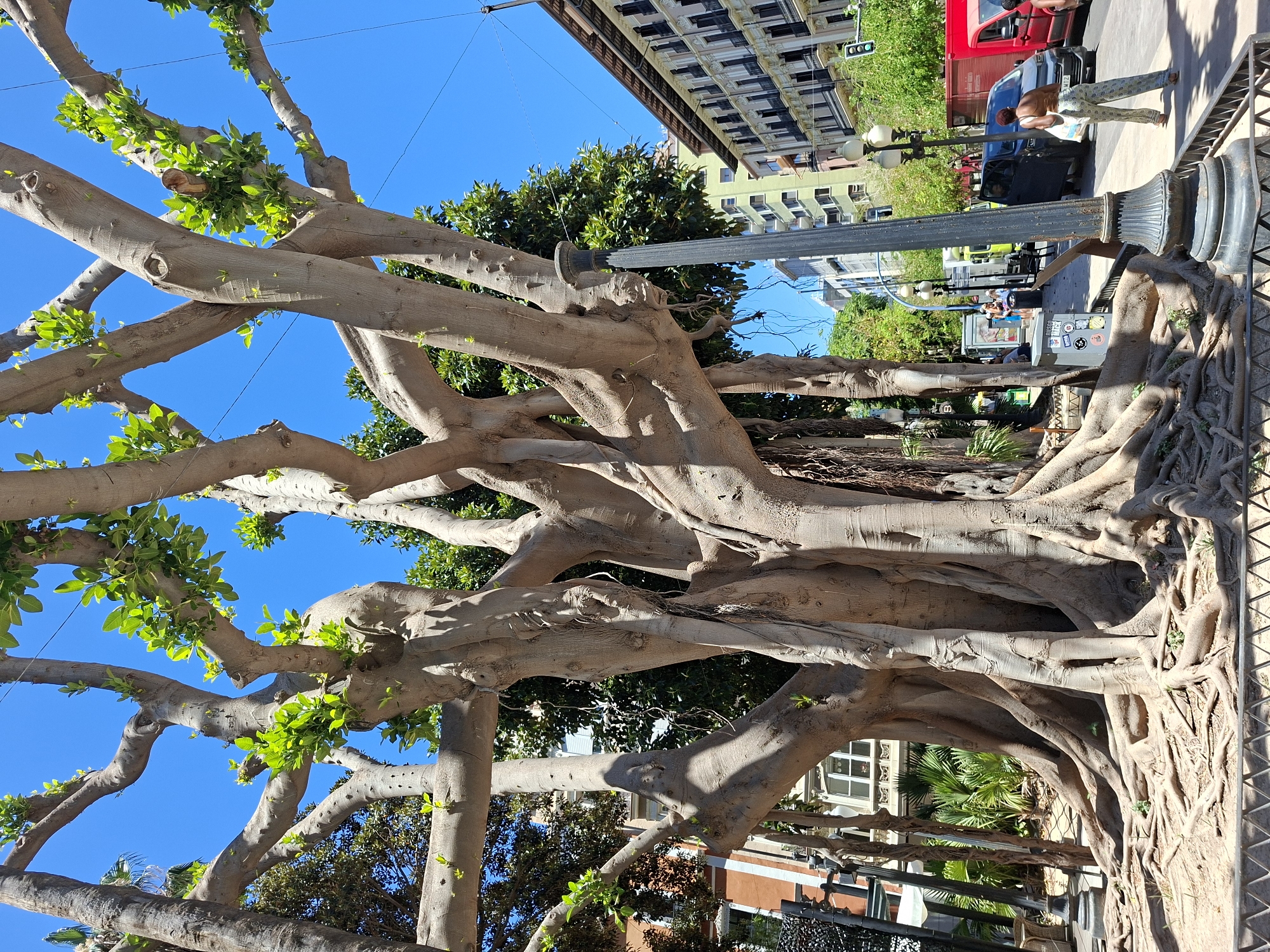 This media file captures a sunlit outdoor scene, likely in Alicante, Spain, featuring a large, intricately rooted tree as the primary subject. The tree's thick, gnarled branches, some with new green leaves, dominate the foreground and midground, creating a sense of natural grandeur against a clear blue sky.
In the background, urban elements are visible. Buildings with multiple stories and windows are present, suggesting a city or town setting. One building has a façade with a grid-like pattern of windows. Traffic lights, a red truck, a dark car, and street lamps indicate a public street or plaza.
A few people are visible. One person, wearing patterned trousers and a light-colored top, stands near the red truck. Another person is partially visible walking away from the truck. Further back, a group of people are seated or standing near what appears to be an outdoor seating area or kiosk.
The time of day appears to be daytime, with strong sunlight casting shadows and highlighting the textures of the tree's bark and roots. The weather seems pleasant and sunny. The presence of palm trees among the foliage hints at a warm climate. The overall impression is one of a vibrant, active urban environment intertwined with impressive natural elements. No discernible text is visible in the image.