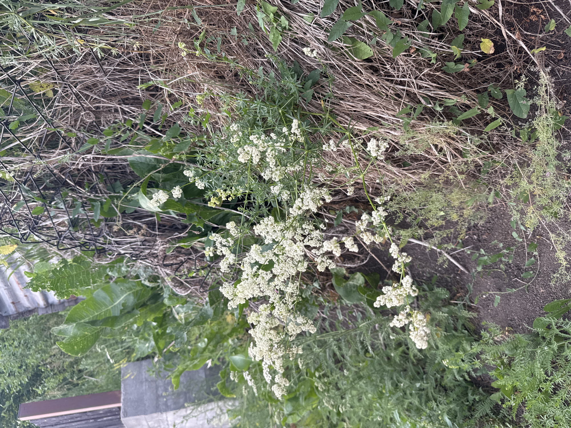 In the city of Soloneshnoye, Russia, an outdoor scene features a close-up view of a plant with small white flowers. The plant's delicate white blossoms are clustered on thin stems, forming a frothy appearance. It grows amidst dry, brown grass and dense green foliage. In the background, a weathered, gray concrete structure and a dark wooden post are visible, partially obscured by the vegetation. A section of corrugated metal siding can be seen behind the plants, and a black metal fence runs along the top of the scene. The ground beneath the plants is dark and appears to be soil.