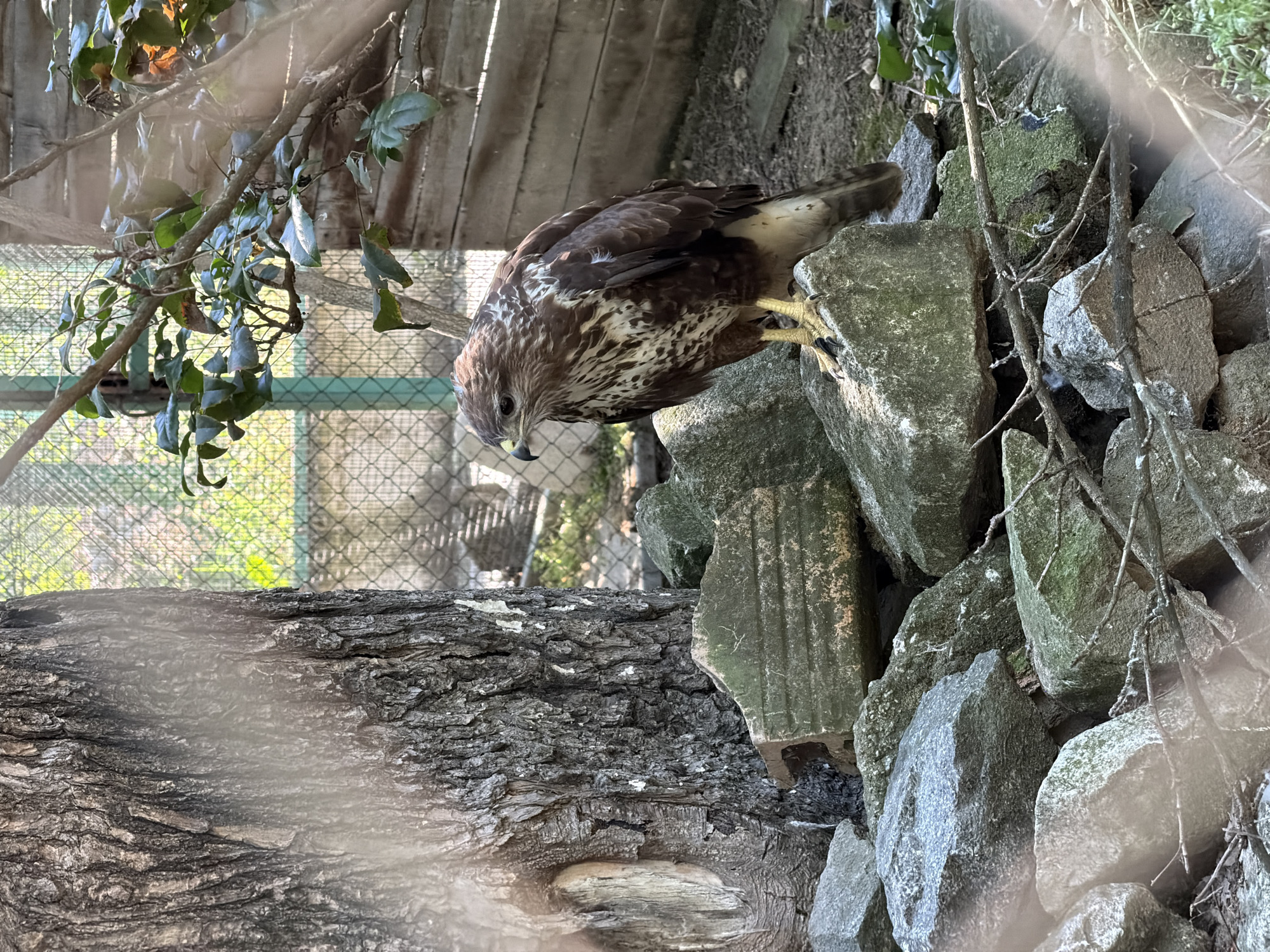 A hawk is perched on a pile of rocks next to a tree. The hawk is brown and white with yellow talons. The rocks are various shades of gray and green, and some are covered in moss. The tree is large and has rough bark. In the background, there is a fence and some wooden structures. The scene appears to be in an outdoor enclosure, possibly a zoo or wildlife rehabilitation center. The location is the City of Pazardzhik, Bulgaria.