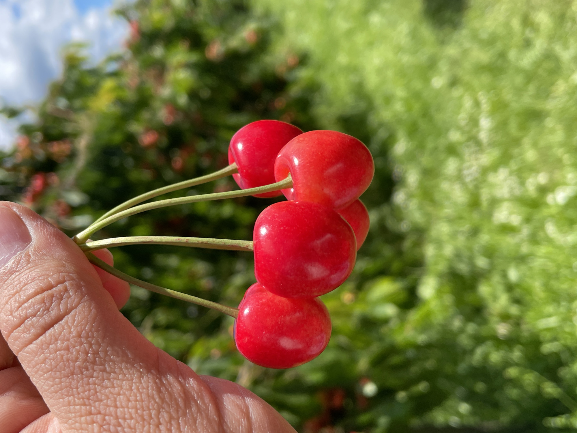 A close-up, eye-level shot shows a person's thumb and forefinger holding a small cluster of ripe, red cherries by their stems. The cherries are bright red and glossy, with slight indentations where they attach to the delicate green stems. The skin of the fingers is visible in the upper left corner of the frame, showing texture and creases. In the background, out of focus, are rows of green foliage and some blurred red fruits, suggesting a cherry orchard or farm. The sky above is a pale blue with some wispy white clouds. The overall lighting is natural and bright, indicating an outdoor setting in daylight.