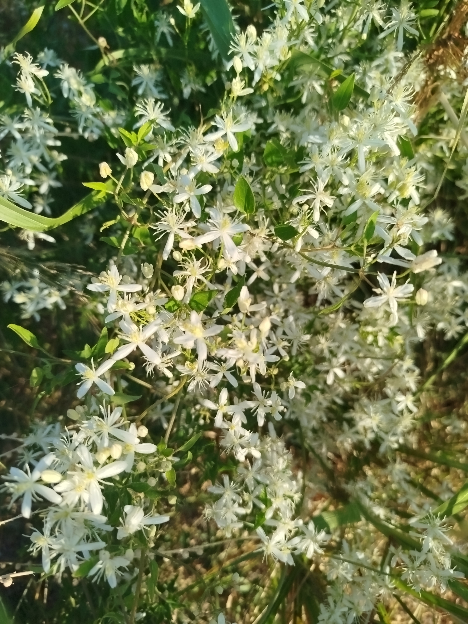A close-up, eye-level shot captures a dense cluster of small, white, star-shaped flowers with delicate petals and visible stamens. The flowers are set against a backdrop of green foliage and some dried grass, illuminated by natural sunlight which creates dappled shadows. The overall impression is of abundant, wild-growing blossoms. This scene is likely situated in a natural or semi-natural setting within the Sithonia Municipal Unit of Greece, possibly along a path or in a field, given the presence of wild flora. There are no people or man-made objects readily identifiable in the frame.