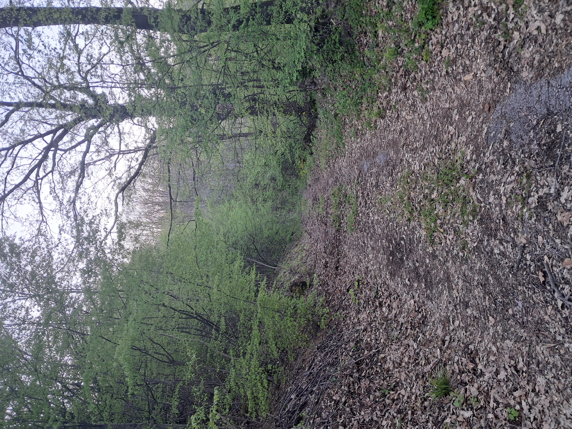 The image captures a tranquil woodland path in Seykovtsi, Bulgaria, during what appears to be early spring. The path, which extends into the distance and subtly curves to the left, is covered extensively with a thick layer of dry, brown fallen leaves, interspersed with patches of dark soil, gravel, and occasional green undergrowth.
On either side of the path, dense vegetation forms the forest. Many trees and shrubs display vibrant, light green new leaves, indicating the season. On the right, the ground ascends gently, cloaked in more fallen leaves and branches, leading to a wall of green foliage. A prominent tree trunk and its network of bare, gnarled branches, possibly adorned with moss or lichen, frame the upper left portion of the image, contrasting with the fresh spring growth.
The sky, visible through gaps in the canopy, is bright and overcast, providing soft, diffused lighting across the scene. There are no strong shadows, suggesting a cloudy day. No people or animals are visible, emphasizing the natural and undisturbed character of the setting. The scene evokes a sense of peace and natural beauty, typical of a quiet walk through a forest trail. No visible text is present in the image.