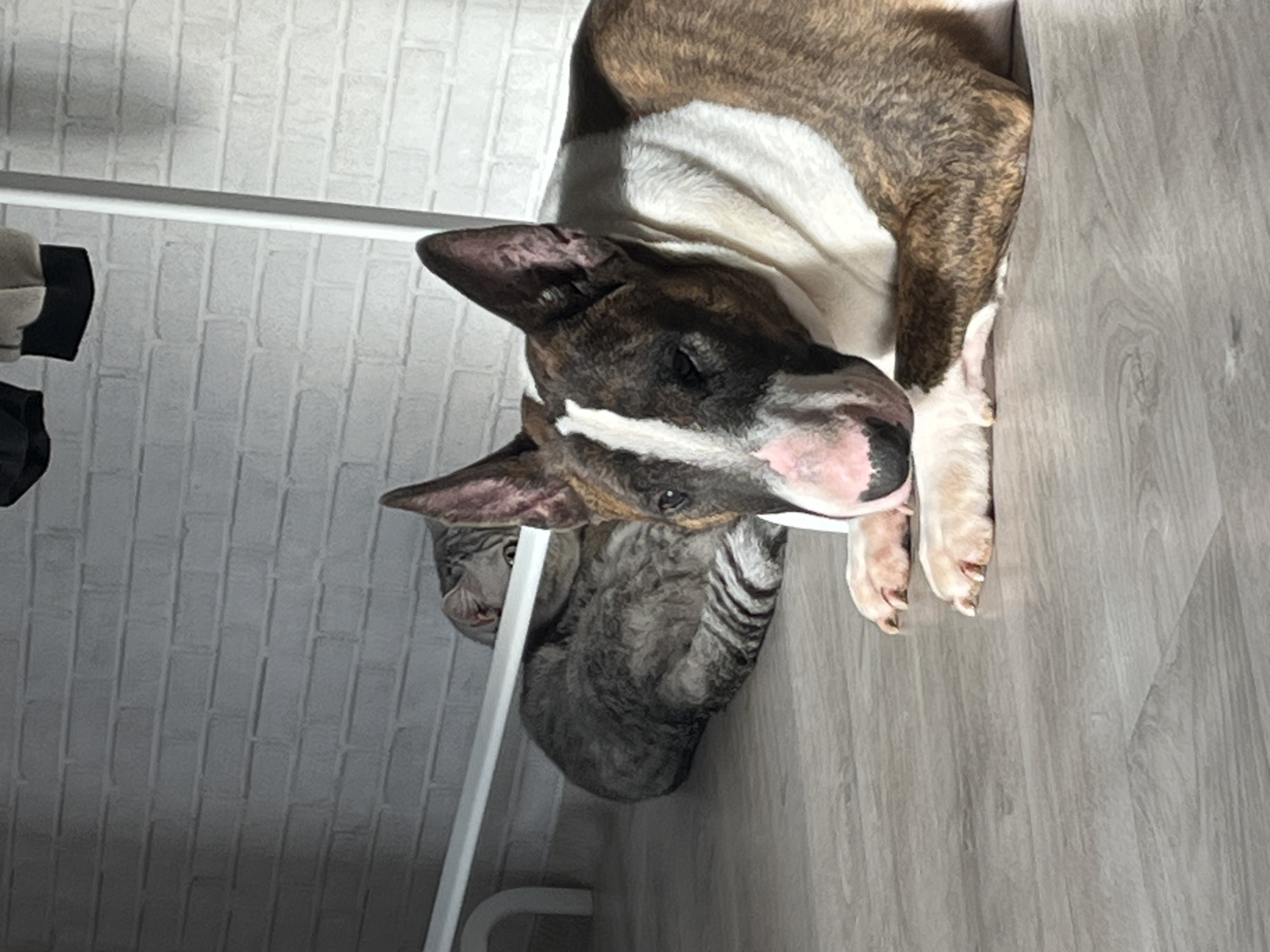 The image shows a bull terrier lying on a gray floor. A gray cat sits under the dog's head, near a white clothes rack in a room with a white brick wall. The image may be taken in Chaikovsky, Russia.