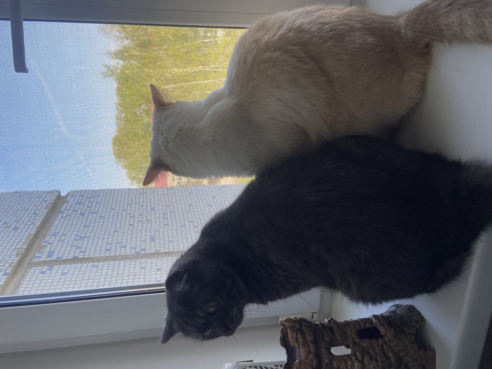 A high-angle indoor shot shows two cats sitting on a windowsill. The upper cat is light beige and is angled towards the window; its head is visible. The lower cat is dark gray and is also angled towards the window; its head is visible, and it appears to be looking down. Behind the cats, a window with a screen is visible. Outside, a building with blue and white panels and green trees are visible. The location is Chaikovsky, Russia. A decorative object resembling a tree stump is in the lower right corner.