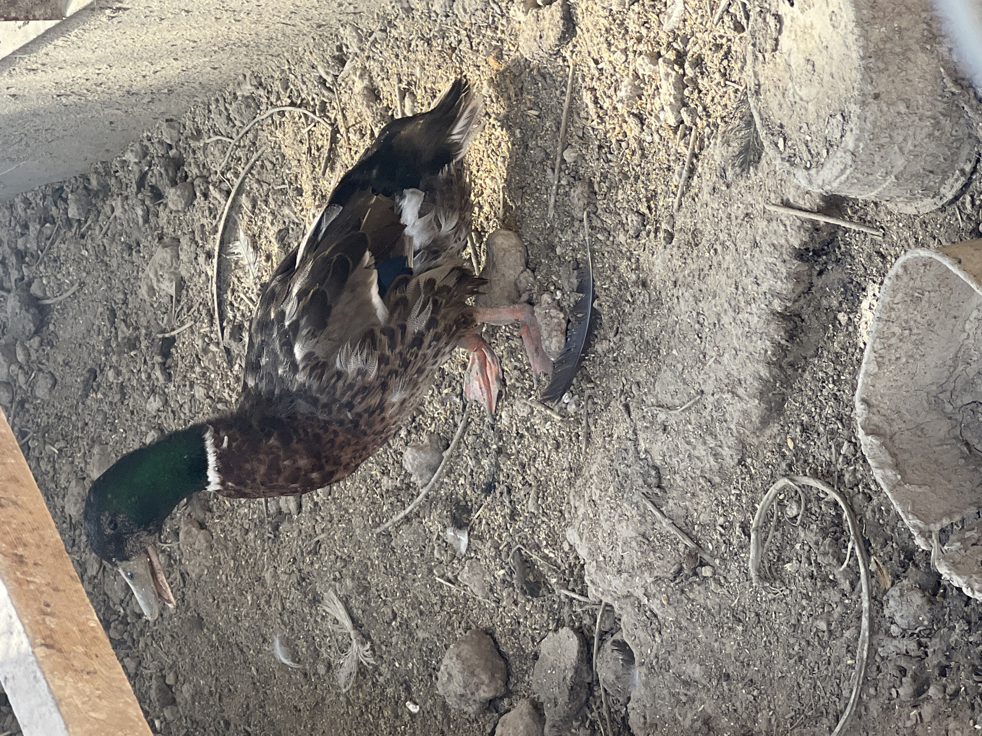 An adult duck with iridescent green feathers on its head and neck stands on dry, granular soil. The duck's body is a mottled brown and black, with white patches on its wings and tail. Its beak is partially open, revealing a pink interior. The duck's legs and feet are a bright orange-pink. The environment is dusty and appears to be an outdoor enclosure with rough-textured ground and a concrete structure visible on the right side. A piece of wood runs along the top left of the frame. The scene is lit by natural sunlight, casting shadows. There are scattered small stones and some dried plant matter on the ground. There is no indication of the city of Uzbekistan, Uzbekistan in the image.