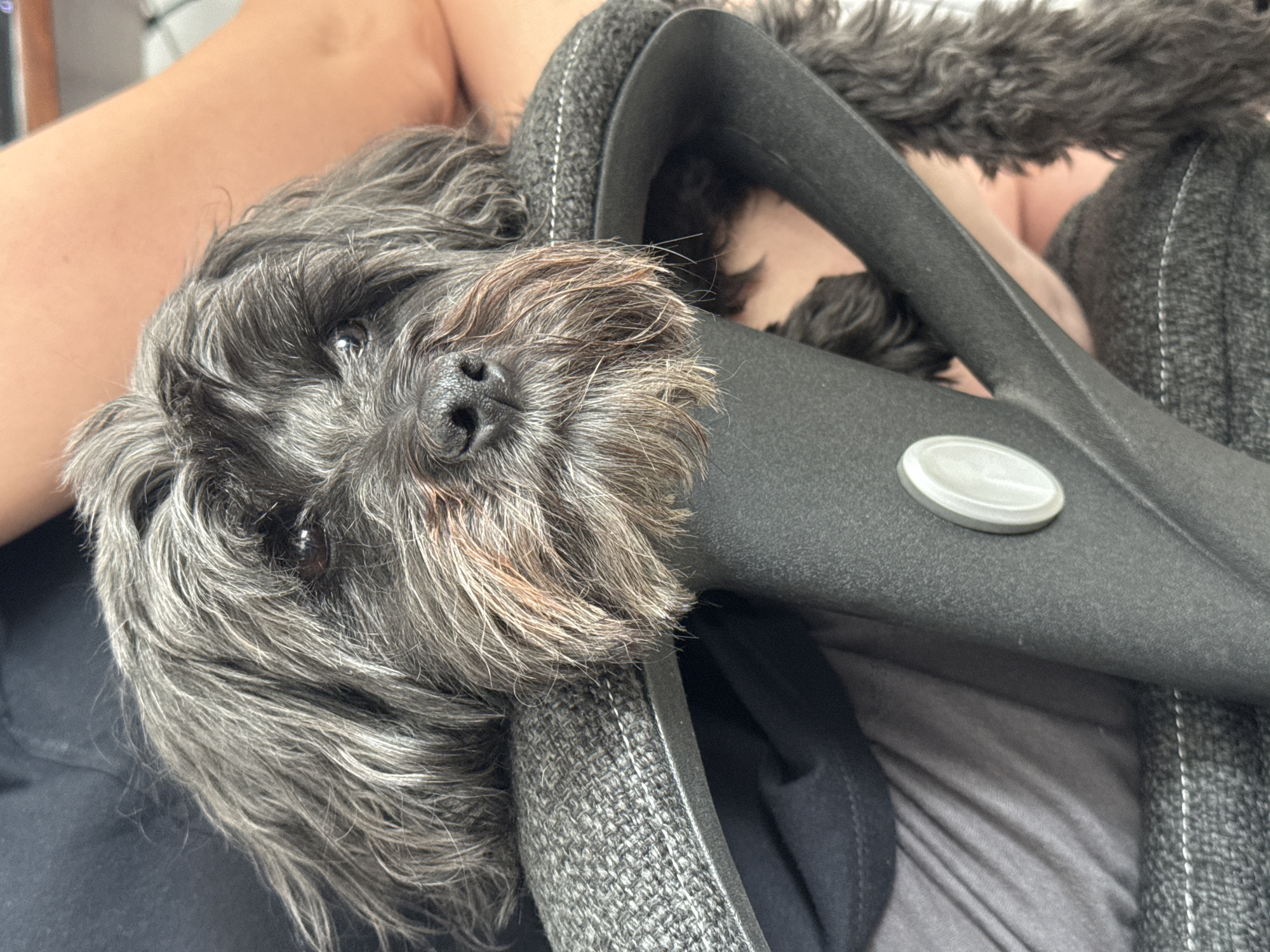 A small, gray, long-haired dog is resting its head on the arm of a gray office chair. The dog's nose is prominent, and one eye is visible. The arm of the office chair is gray and black. A person's leg is visible in the background. The location is not discernible from the provided image and therefore, cannot be identified as San Bernardino Tlaxcalancingo, Mexico.