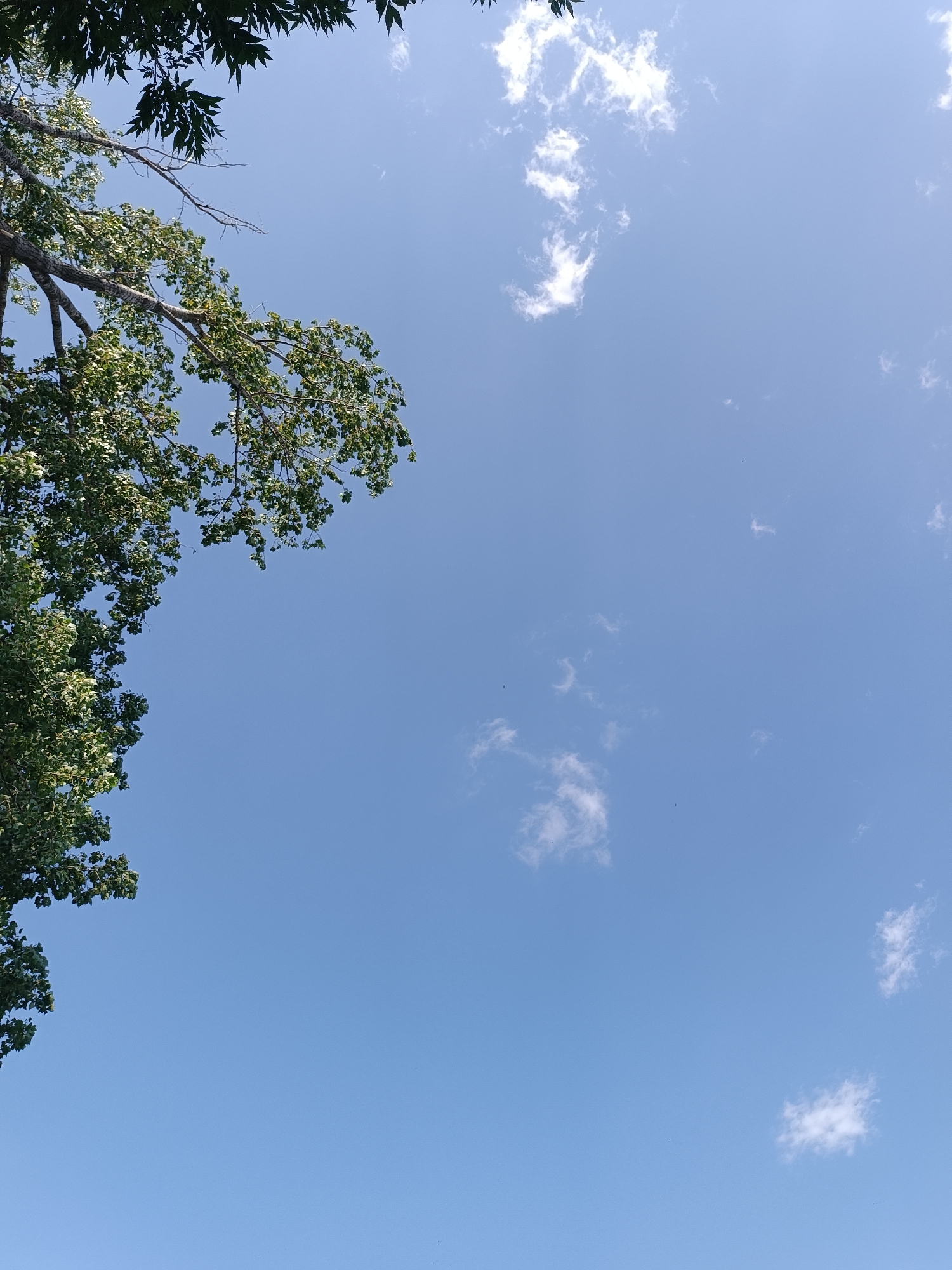 The image shows a clear blue sky with a few scattered white clouds. On the left side of the frame, a portion of a tree with green leaves and branches is visible, extending from the top left corner and down the left edge of the image. The tree appears to be in a natural outdoor setting. There are no people or any identifiable structures visible in the image. The location is stated to be Khashuri, Georgia.
