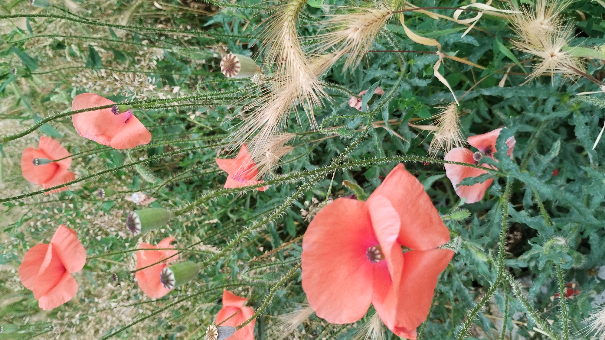 The image shows a close-up of several red poppies in a field. The poppies are vibrant red with black centers, and their petals are delicate and papery. They are growing amongst green leaves and thin, spiky grass. Several seed pods are visible, some green and bulbous, and others dried and brown. The background is a blur of green foliage and dried grasses, suggesting a natural, outdoor setting. The lighting is soft, indicating it might be overcast or early morning/late evening. There are no people or man-made objects visible in the image. The scene is peaceful and natural, capturing the beauty of wildflowers in bloom.