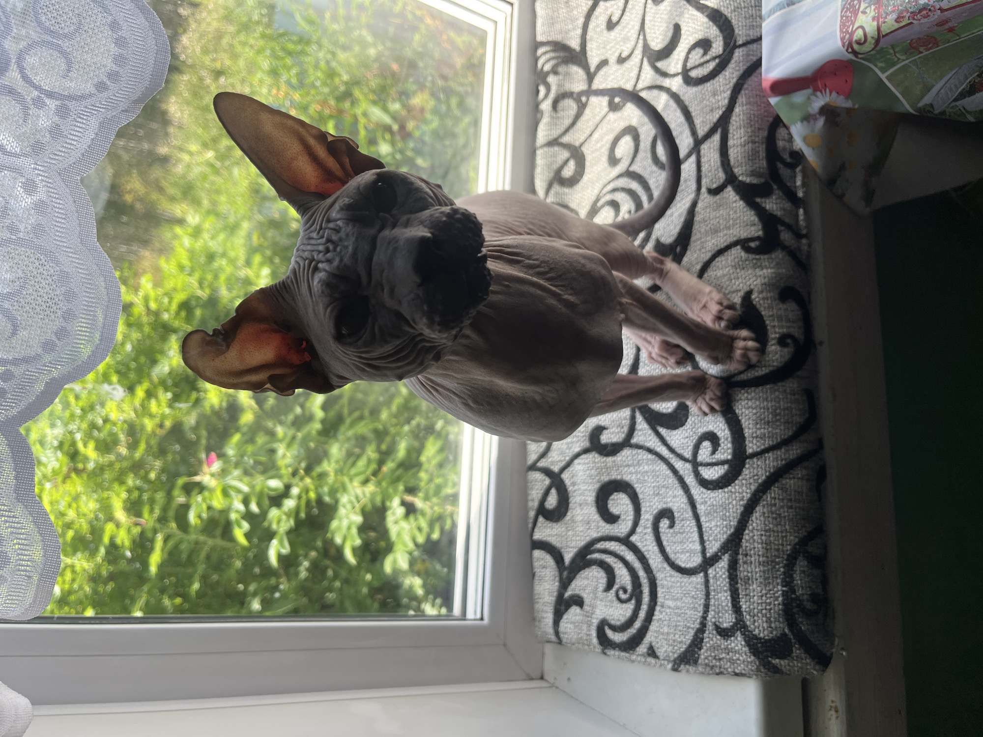 A hairless cat, likely a Sphynx breed, is sitting on a windowsill in front of a window. The cat is facing the camera and looking directly at it. Its skin is wrinkled, and its large ears are prominent. The cat is positioned on a patterned cushion with black and white swirls. Through the window, lush green foliage and trees are visible, suggesting an outdoor environment. A white lace curtain is draped above the window. The windowsill appears to be white, and the surrounding area is indistinct. The image does not provide any information that can be used to determine the location in Nizhny Tagil, Russia.