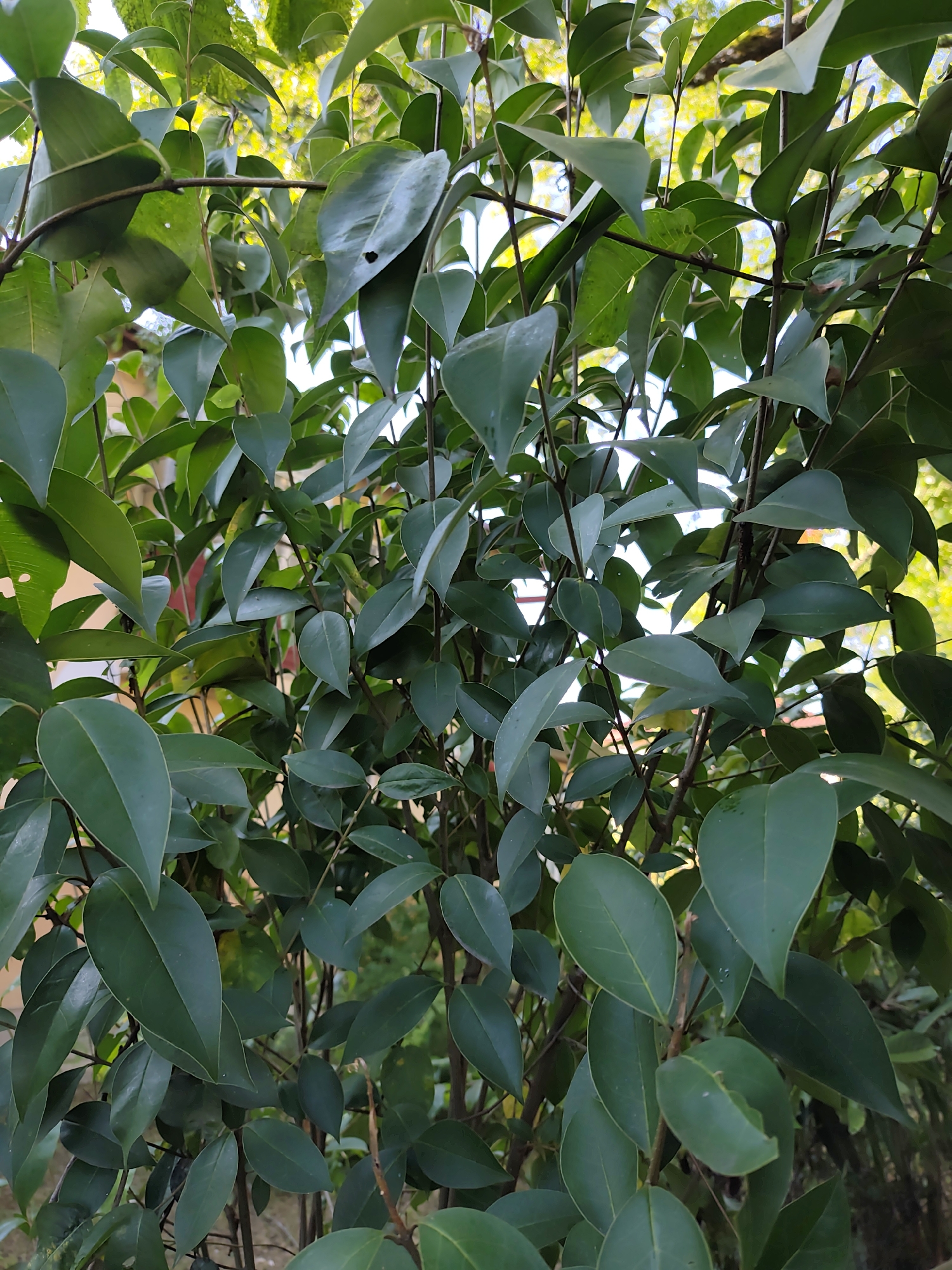 A close-up, eye-level shot shows a dense arrangement of dark green leaves and thin brown branches against a bright, out-of-focus background. The leaves are ovate with smooth edges and are arranged alternately on the stems. The lighting suggests it is daytime, with sunlight filtering through the foliage, creating highlights and shadows. The image appears to be taken outdoors, likely in a garden or natural setting, and does not contain any people, animals, or man-made structures that would indicate a specific location within Oryol-Izumrud, Russia, or any other city.