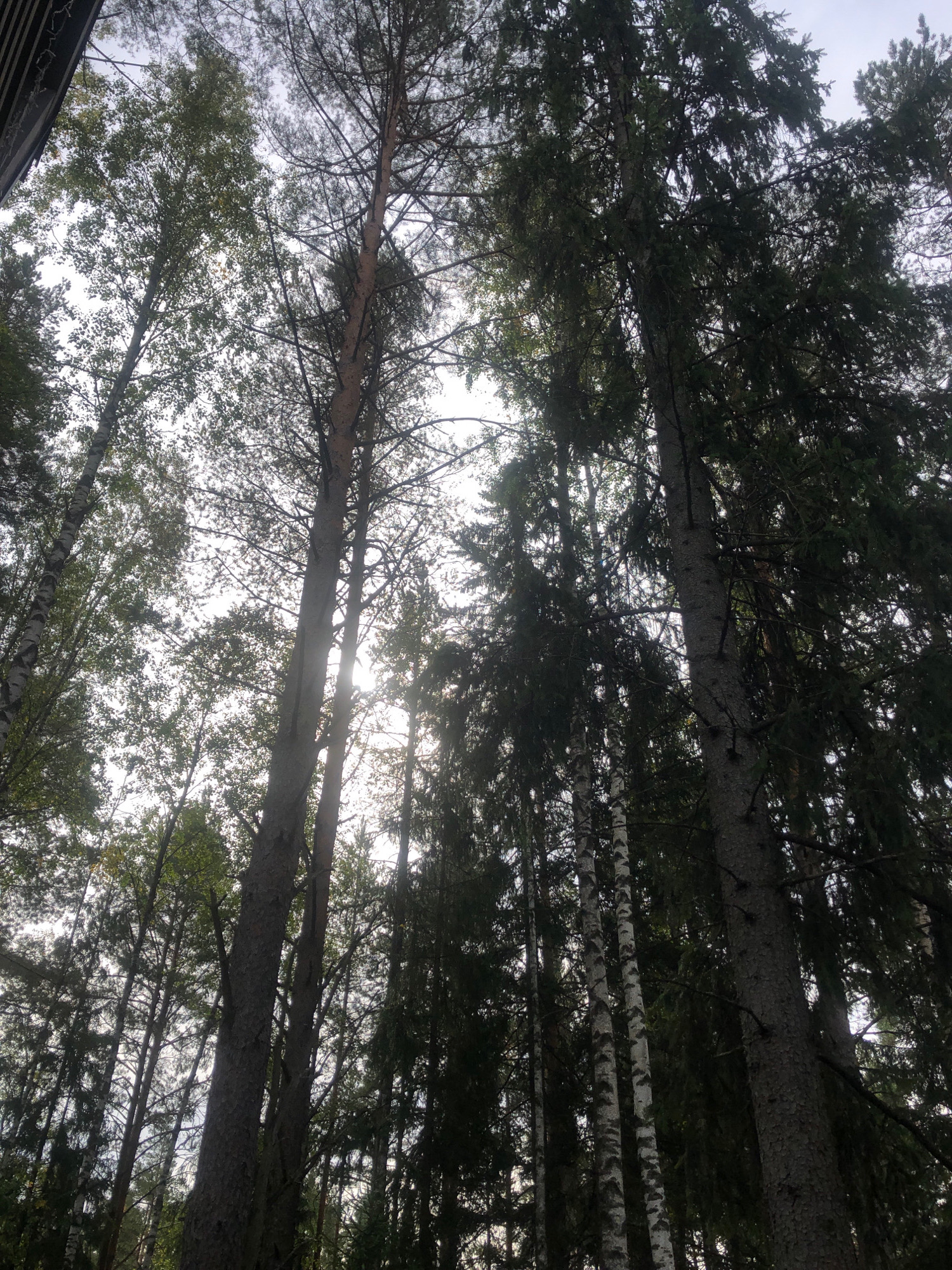 This is a low-angle shot of a forest canopy in Arfa, Russia. The image is dominated by the tall trunks and branches of various trees, primarily conifers and some deciduous trees with light-colored bark, possibly birch. The sky is visible through the dense foliage, appearing overcast and bright. Sunlight is partially filtering through the leaves and branches, creating areas of light and shadow within the forest. There are no people or animals visible in the image. The environment appears natural and undisturbed, suggesting a wild or park-like setting within Arfa.