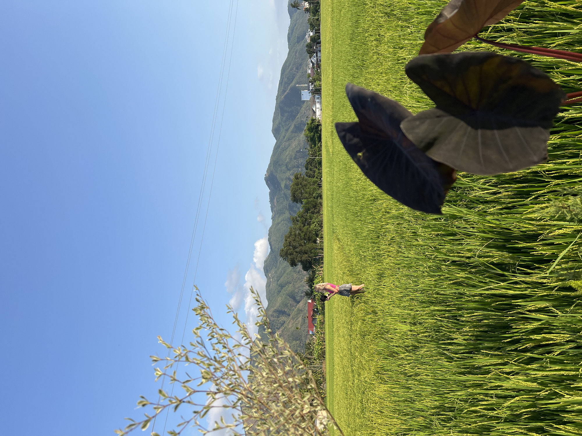 The image depicts a rural scene near Diên Khánh, Vietnam. A person is lying in a field of tall, green rice. Mountains are visible in the background, along with scattered buildings. A power line stretches across the upper left of the frame. In the foreground, there are two plants: one is a shrub with small leaves to the left, and the other is a larger plant with dark purple, heart-shaped leaves on the right.