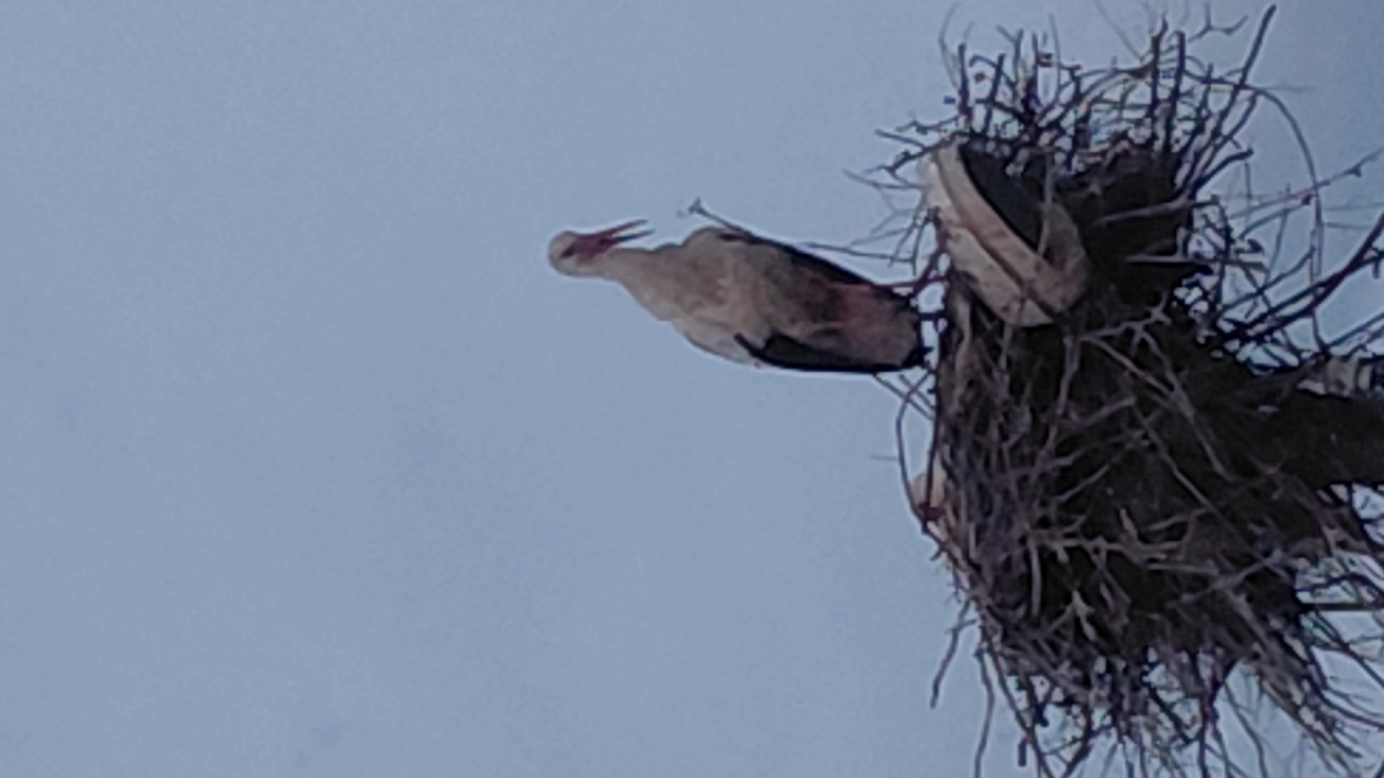 A low-angle shot shows a white stork perched on a large, disheveled nest of sticks and branches, set against a light blue sky. The stork's head is raised and its beak is open. The location is Unknown, Unknown.