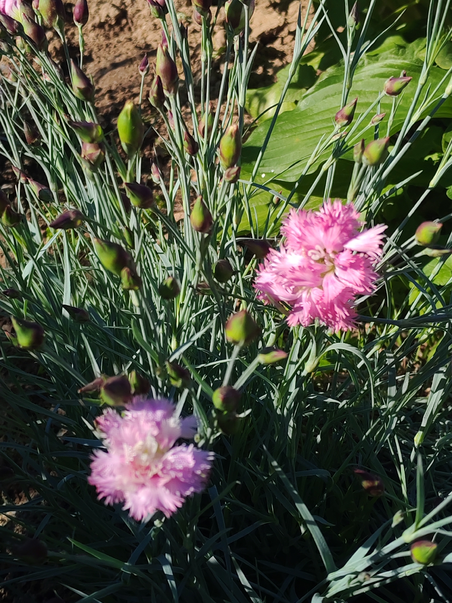 The image shows a close-up view of pink carnation flowers growing outdoors. There are two fully bloomed pink carnations in the center and lower left of the image. Numerous closed carnation buds of varying sizes and green and purple hues are scattered among the plant's foliage. The foliage consists of slender, gray-green leaves that grow upright. Some broad green leaves, likely from another plant, are visible in the upper right corner. The soil is visible in the background. The location is Unknown, Unknown.