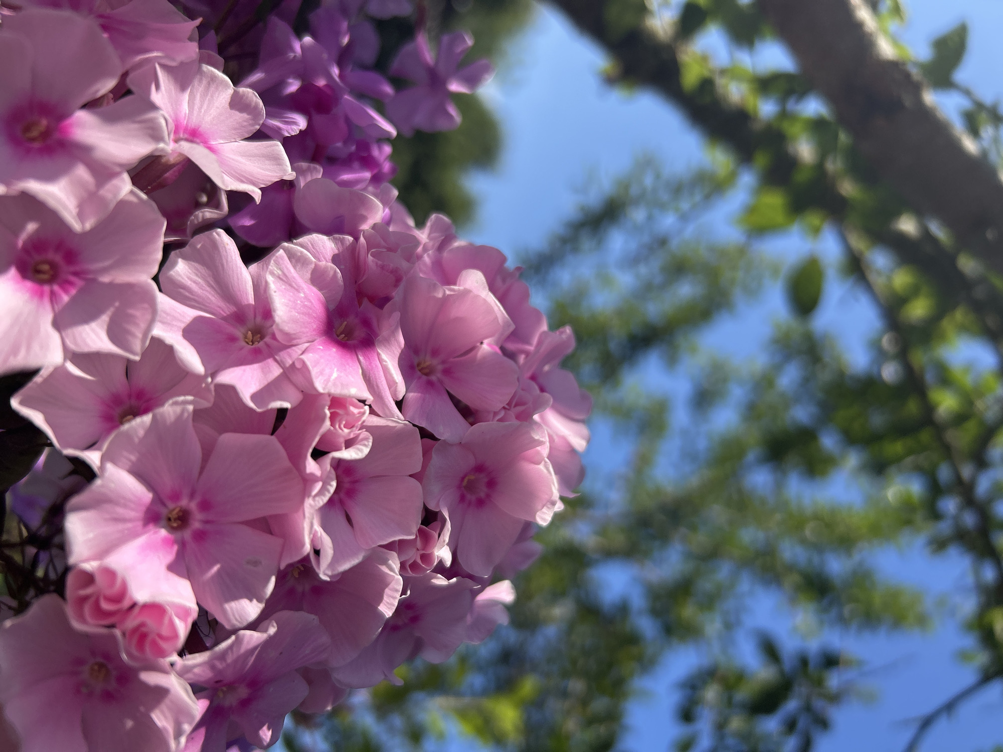 A close-up, low-angle shot shows a cluster of bright pink phlox flowers in the foreground. The flowers are in full bloom, with their petals unfurling towards the viewer. Behind the flowers, the background is a blur of green foliage and a bright blue sky, with a portion of a tree branch visible in the upper left corner. The image appears to have been taken outdoors on a sunny day. The specific location in Kalitsino, Russia is not discernible from the image itself.