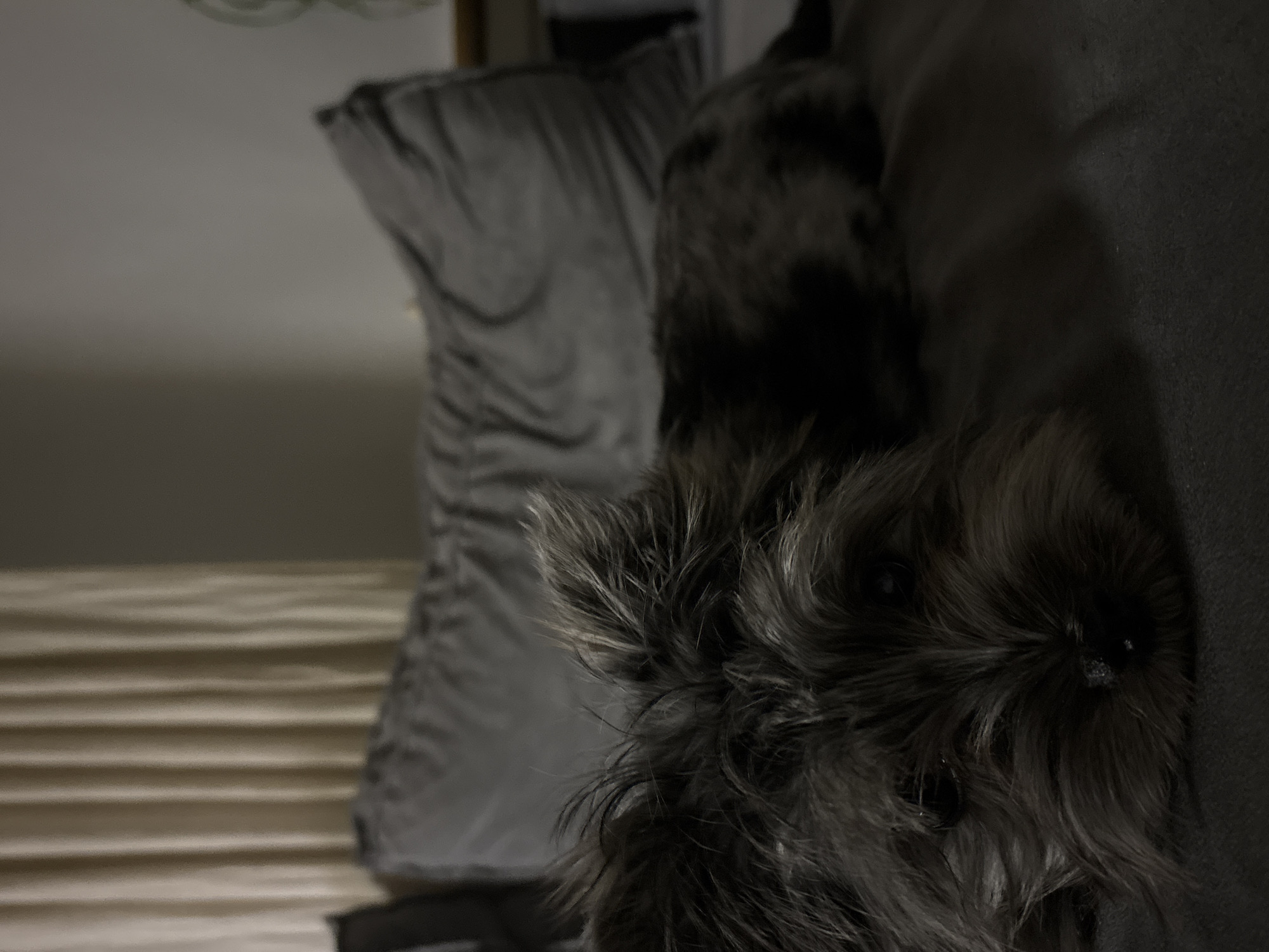 A small, dark grey and black shaggy-haired dog, likely a terrier-type breed, is depicted lying prone in a dim indoor setting. Its head is in the foreground, centered, with its dark eyes visible and facing forward. The dog rests on a dark grey textured surface, which appears to be a bed or couch. In the mid-ground, behind the dog, a large, grey, plush cushion with visible folds is present. The background to the left reveals light-colored, vertically pleated curtains, while the background to the right shows a plain, light grey wall. The scene is illuminated by low-level, ambient light. This interior environment is located within the city of Chaikovsky, Russia.