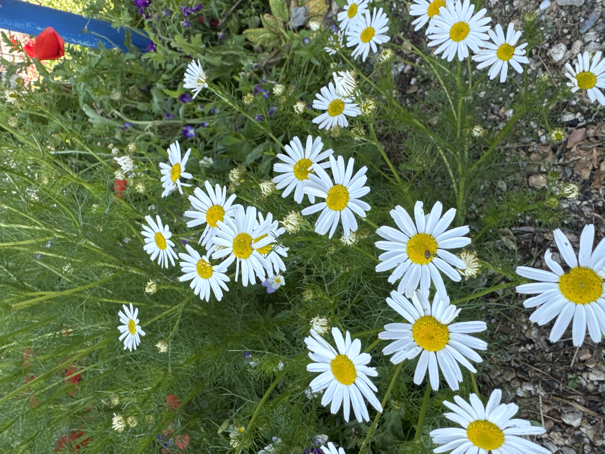 The image depicts a close-up view of a cluster of white daisies with yellow centers, interspersed with green foliage. Several daisies are in full bloom, while others are still buds. The ground beneath the flowers is covered with small pebbles and some dried leaves. In the background, a few red poppy-like flowers and some small purple flowers are visible. A vertical blue pole is present on the right side of the image, partially obscuring some of the background flora. The scene appears to be an outdoor garden or natural setting. The location in Urazovo, Russia, is not visually evident from the image itself. No people, actions, or interactions are depicted.