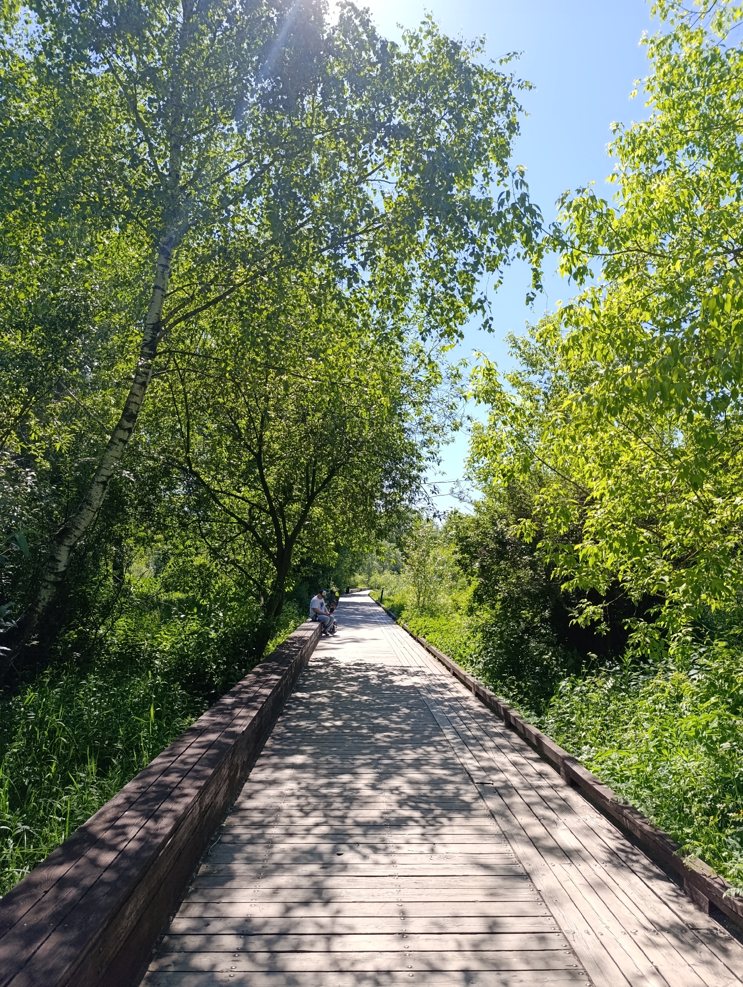 The image displays a wide, light-colored wooden boardwalk extending longitudinally into the distance, bordered by lush green deciduous trees and dense undergrowth on both sides. The sky above is clear and blue, with bright sunlight filtering through the tree canopy, casting distinct dappled shadows across the boardwalk. A prominent birch tree with light-colored bark is visible on the left side, its green leaves catching the sunlight. A dark brown wooden barrier or low railing runs along the left edge of the boardwalk. In the middle distance, on the left side of the boardwalk, two individuals, one appearing to be an adult and the other a child, are seated on this wooden barrier. The environment is verdant and well-maintained, characteristic of a park or nature reserve. This scene is located within Tsaritsyno Park in Moscow, Russia.