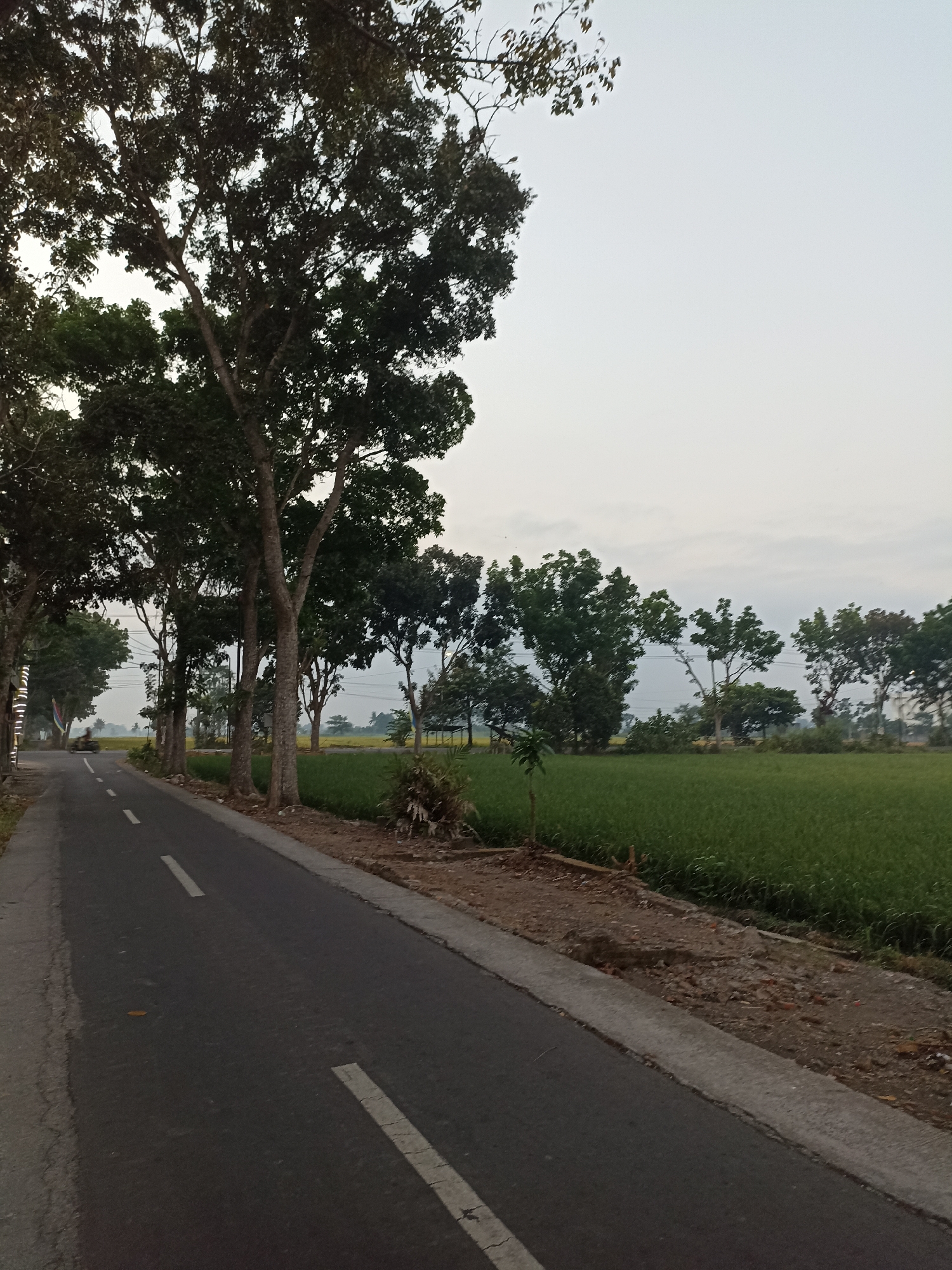 An asphalt road with white dashed lines runs through a rural landscape in Lumajang, Indonesia. The road is lined on the left by a row of tall trees with dark green foliage, and on the right by a vibrant green field of crops. The sky above is a pale, hazy white, suggesting either early morning or late afternoon. In the distance, more trees are visible, and a simple structure, possibly a small hut or shed, can be seen within the fields. A single motorcycle rider is visible on the road in the distance, heading away from the camera. The ground alongside the road is dry and contains some scattered debris. The overall impression is one of a quiet, agricultural area on the outskirts of a city.