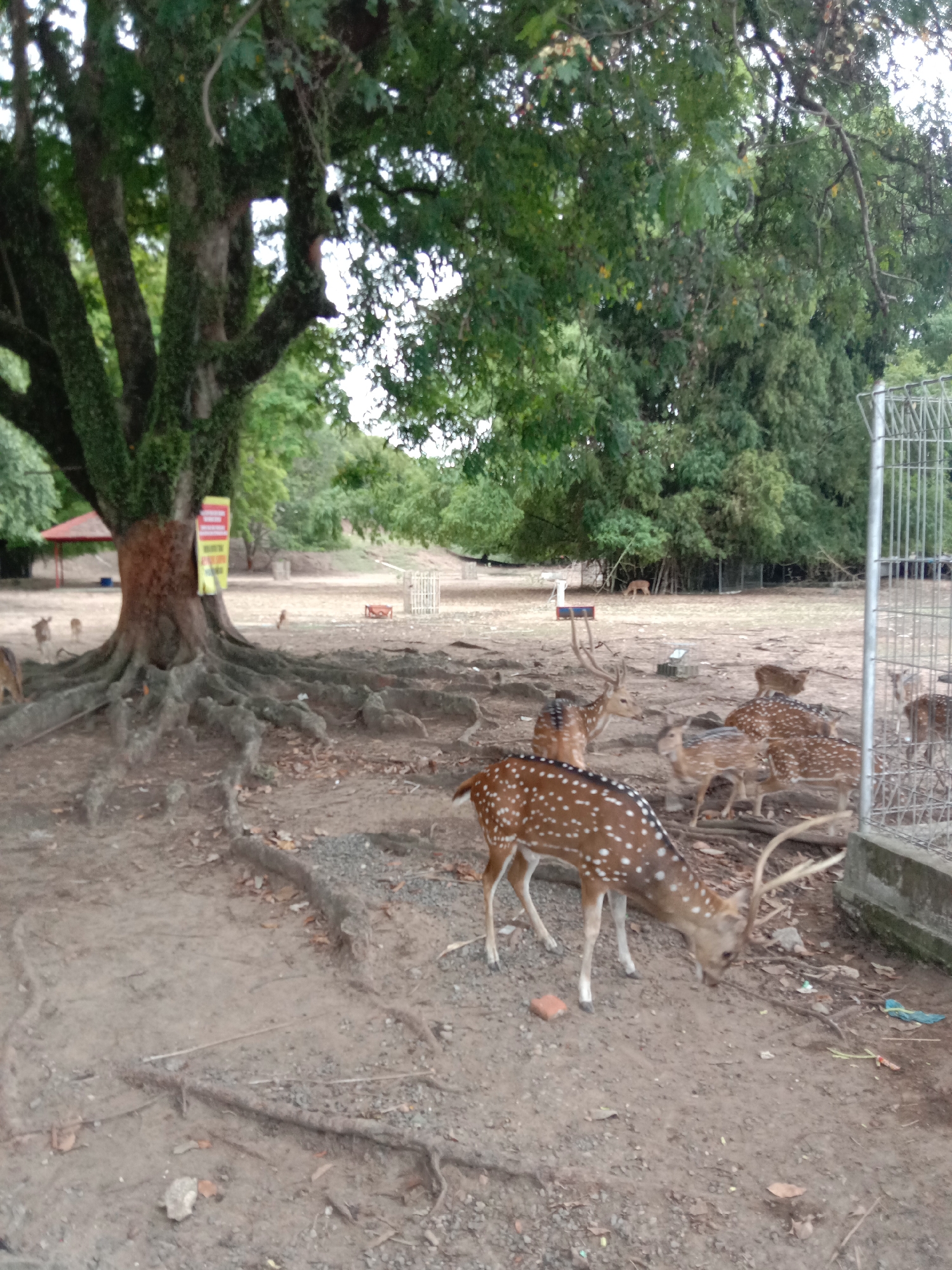 The image depicts a group of deer in a park-like setting in Lhokseumawe, Indonesia. The deer are mostly spotted, brown, and white. A large tree with extensive root systems dominates the left side of the scene. A sign is attached to the tree. A metal fence is partially visible on the right side. The ground is dirt and covered with roots. The background shows trees and a red-roofed structure in the distance.
