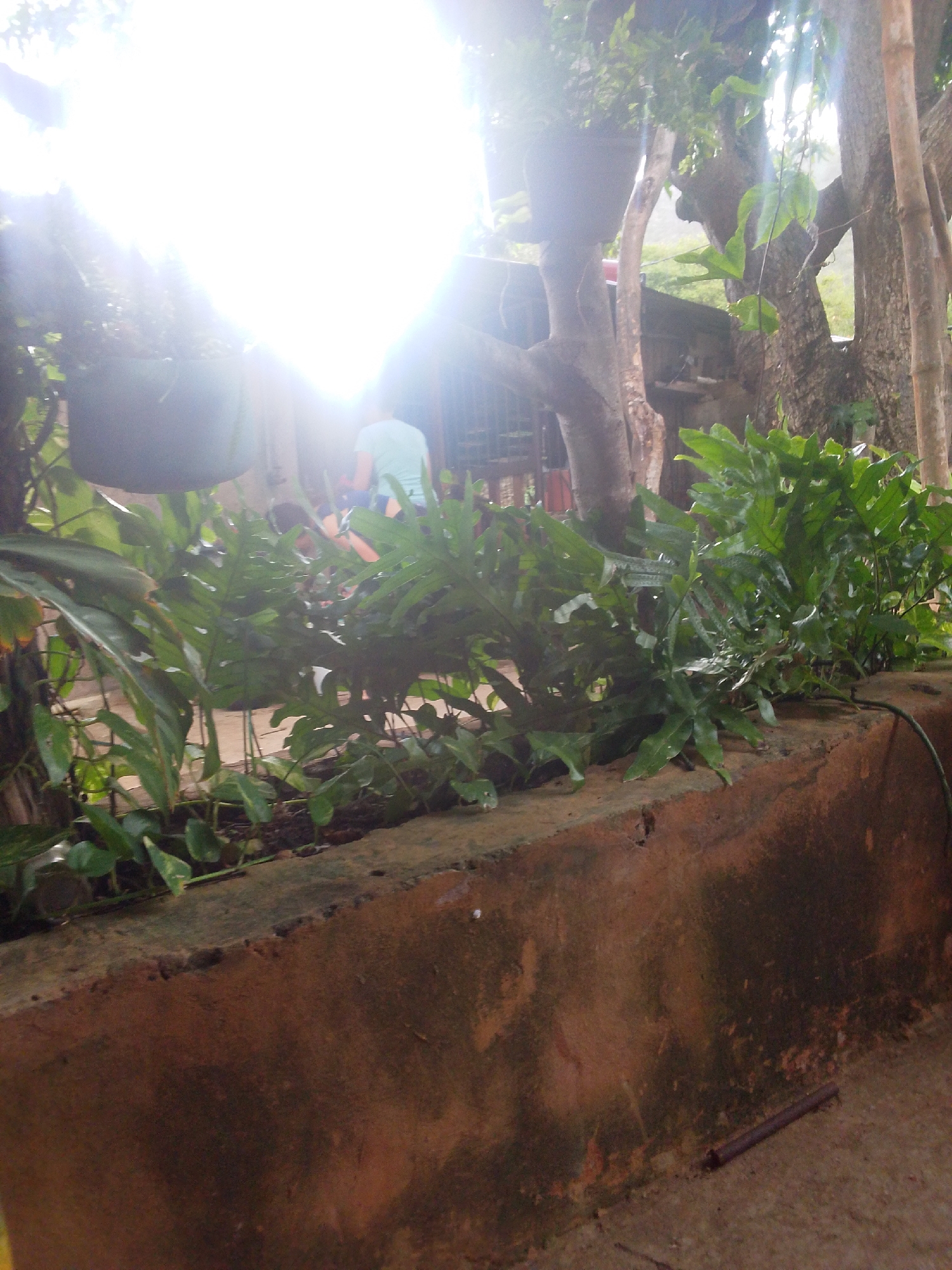 The image captures a sunny outdoor scene, likely in Guayacán, Venezuela, with a strong lens flare obscuring details in the upper portion. In the mid-ground, a person wearing a light blue shirt and dark shorts is partially visible, seemingly walking or standing near some potted plants and trees. The foreground is dominated by a raised, rough-textured concrete planter box overflowing with lush green ferns and other foliage. Beyond the planter, the ground appears to be made of concrete or packed earth. The background consists of trees and some indistinct structures, suggesting a residential or garden setting. The overall impression is one of a bright, tropical environment.