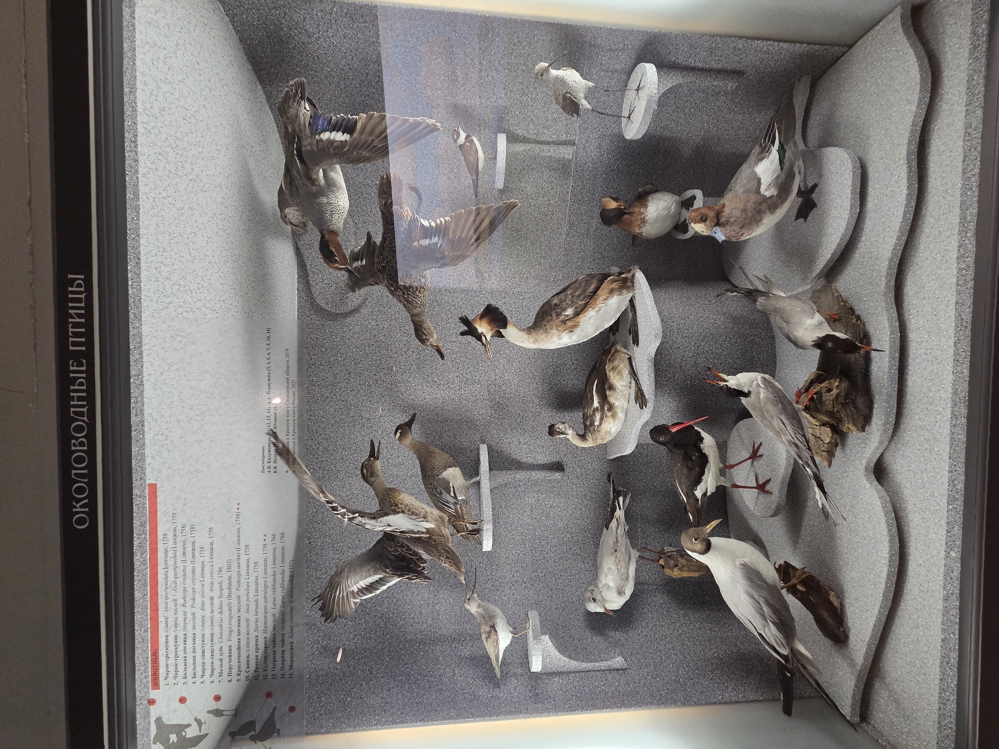The image shows a museum display case featuring a collection of taxidermied birds, identified by a label as "ОКОЛОВОДНЫЕ ПТИЦЫ" (Waterfowl Birds). The display appears to be located in Yekaterinburg, Russia, as indicated by the text on the accompanying label mentioning "Красную книгу Свердловской области, 2018" (Red Book of the Sverdlovsk Oblast, 2018). The birds are arranged on a grey, textured background and various display platforms. Among the birds visible are several ducks, a great crested grebe, a black-winged stilt, and various gulls and shorebirds. The lighting is consistent with indoor museum lighting. The scene is static, with no people or actions depicted other than the preserved state of the birds.
