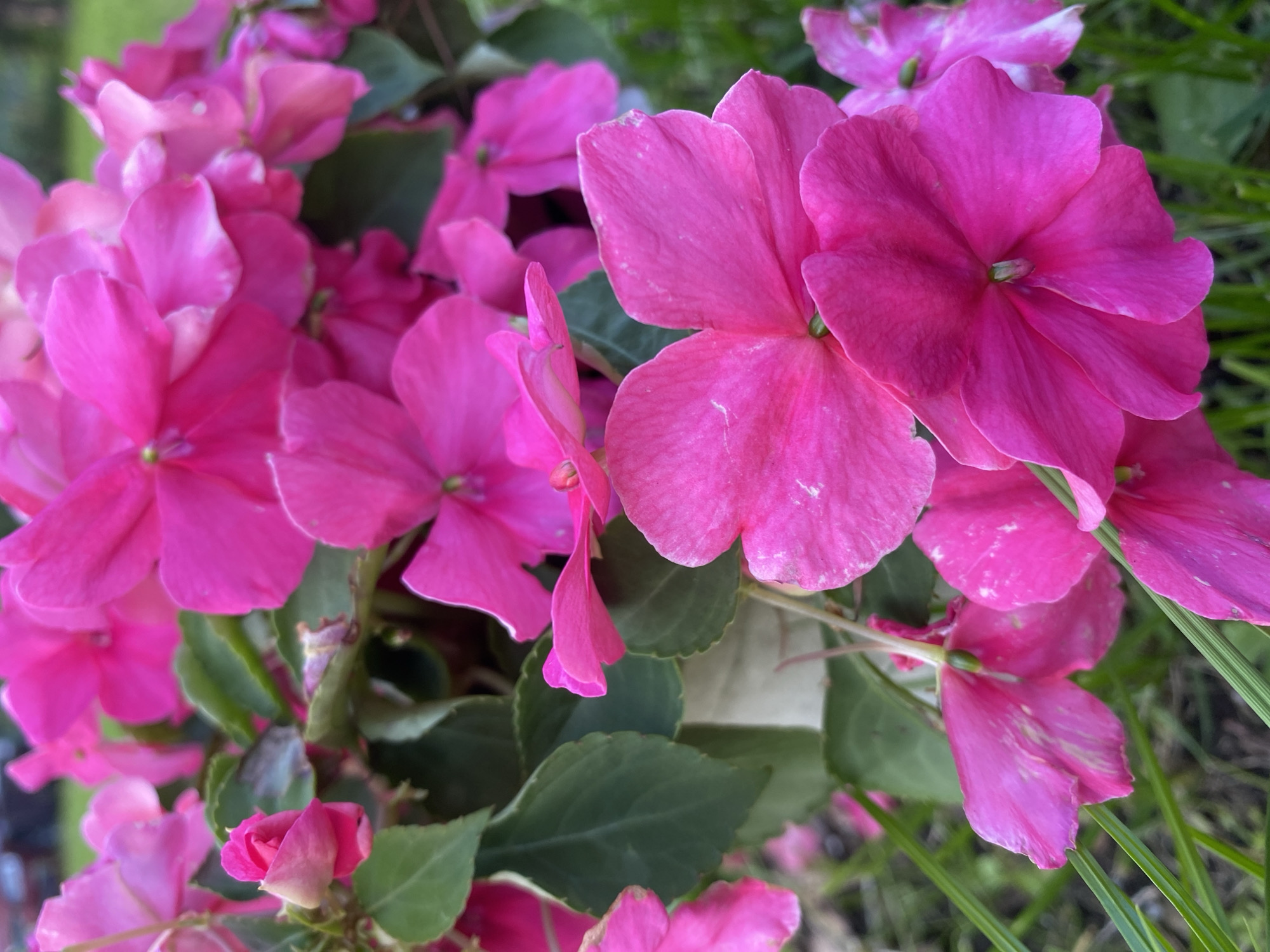 This is a close-up, eye-level, outdoor photograph of bright pink impatiens flowers in bloom. The flowers are the primary subject, filling most of the frame and creating a dense, vibrant display. Their petals are a vivid fuchsia color, with some showing subtle variations in shade and delicate white markings. Several leaves, a deep green, are visible interspersed among the flowers, providing a contrasting backdrop. The background is softly blurred, suggesting a garden or natural setting with hints of green grass and possibly a building or fence in the distance. The overall impression is one of lush, colorful flora. There are no people or animals visible in the image. The photograph does not provide any specific information that would allow for the identification of its location within Leipyasuo, Russia.