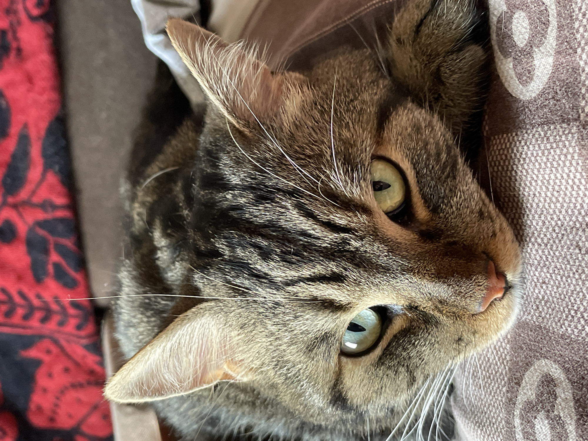 A close-up shot of a tabby cat's face is captured from a low angle. The cat is lying down, resting its head on a patterned surface, possibly a blanket or pillow. Its eyes, one green and the other a lighter shade of green, are open and looking towards the camera. The cat has distinctive tabby markings on its fur, with stripes of dark brown and black against a lighter brown and gray base. Its whiskers are long and white, fanning out from its muzzle. A single thin white hair, possibly from the cat or its surroundings, is visible above its head, seemingly suspended in mid-air. The background is blurred, with hints of a red and black patterned fabric visible at the top. The cat's nose is a soft pink. The overall impression is one of a relaxed and perhaps curious feline. This image was captured in Cherkasy, Ukraine.